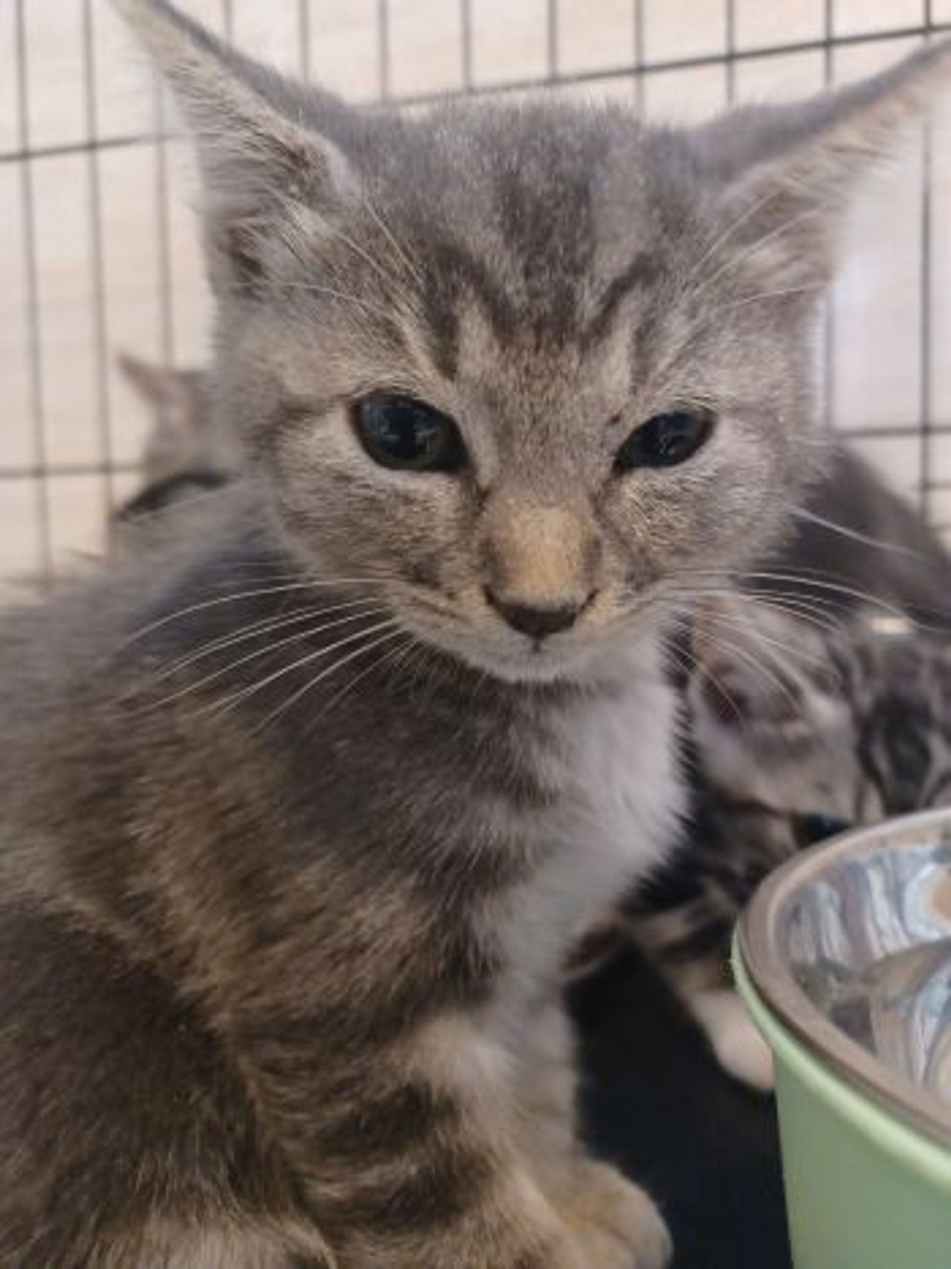 雑種（ミックス猫）・オスの里親募集の写真