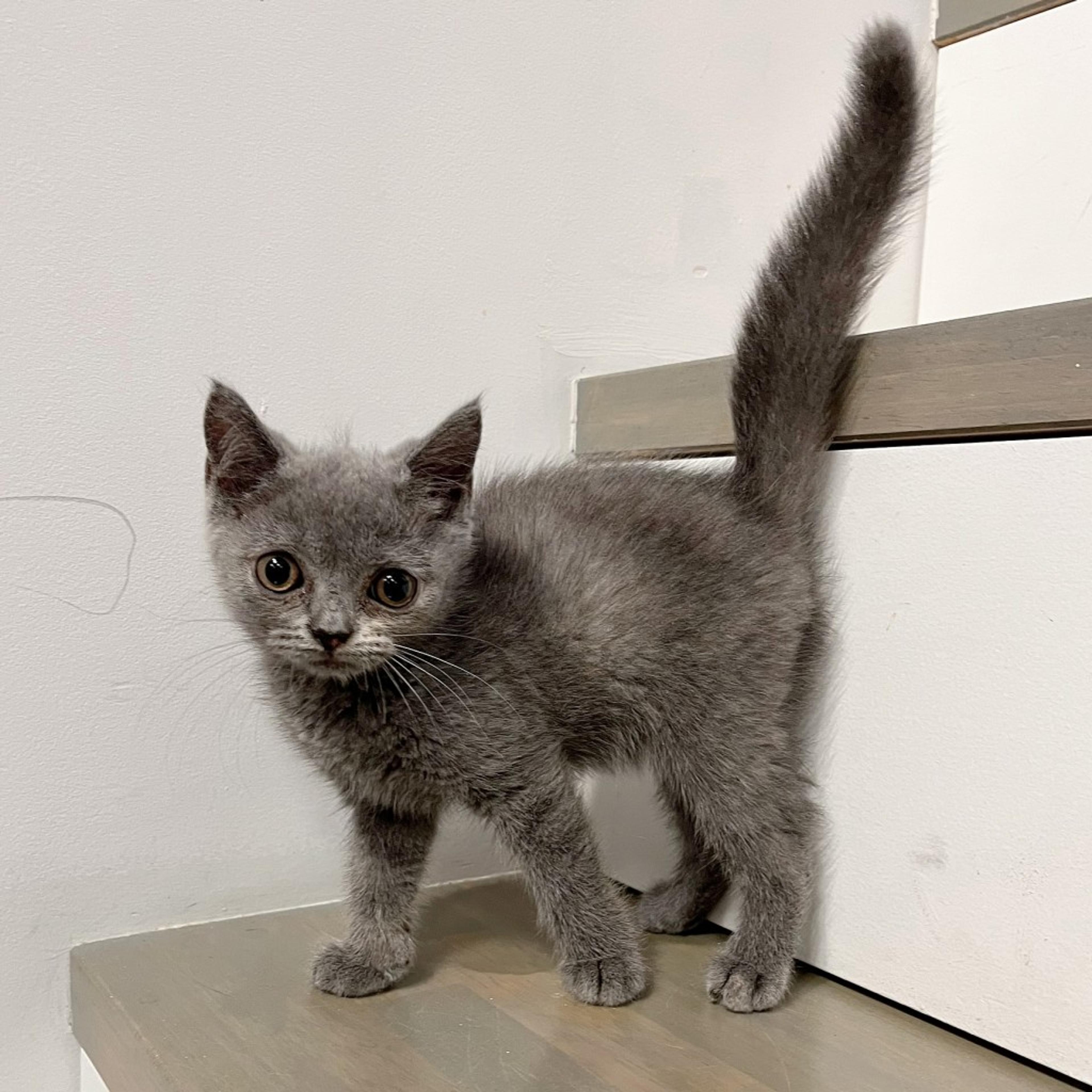 pet-image-4