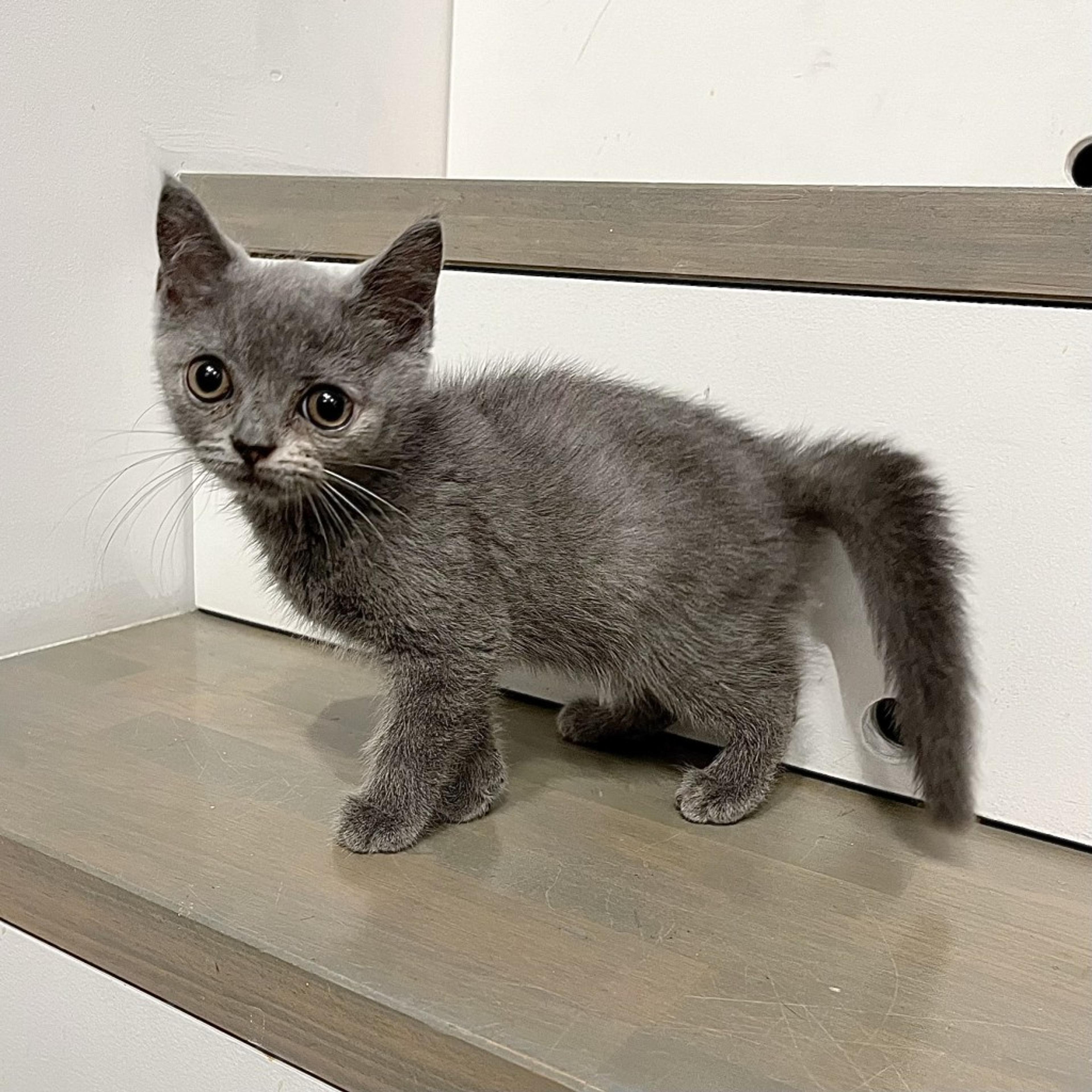 pet-image-5