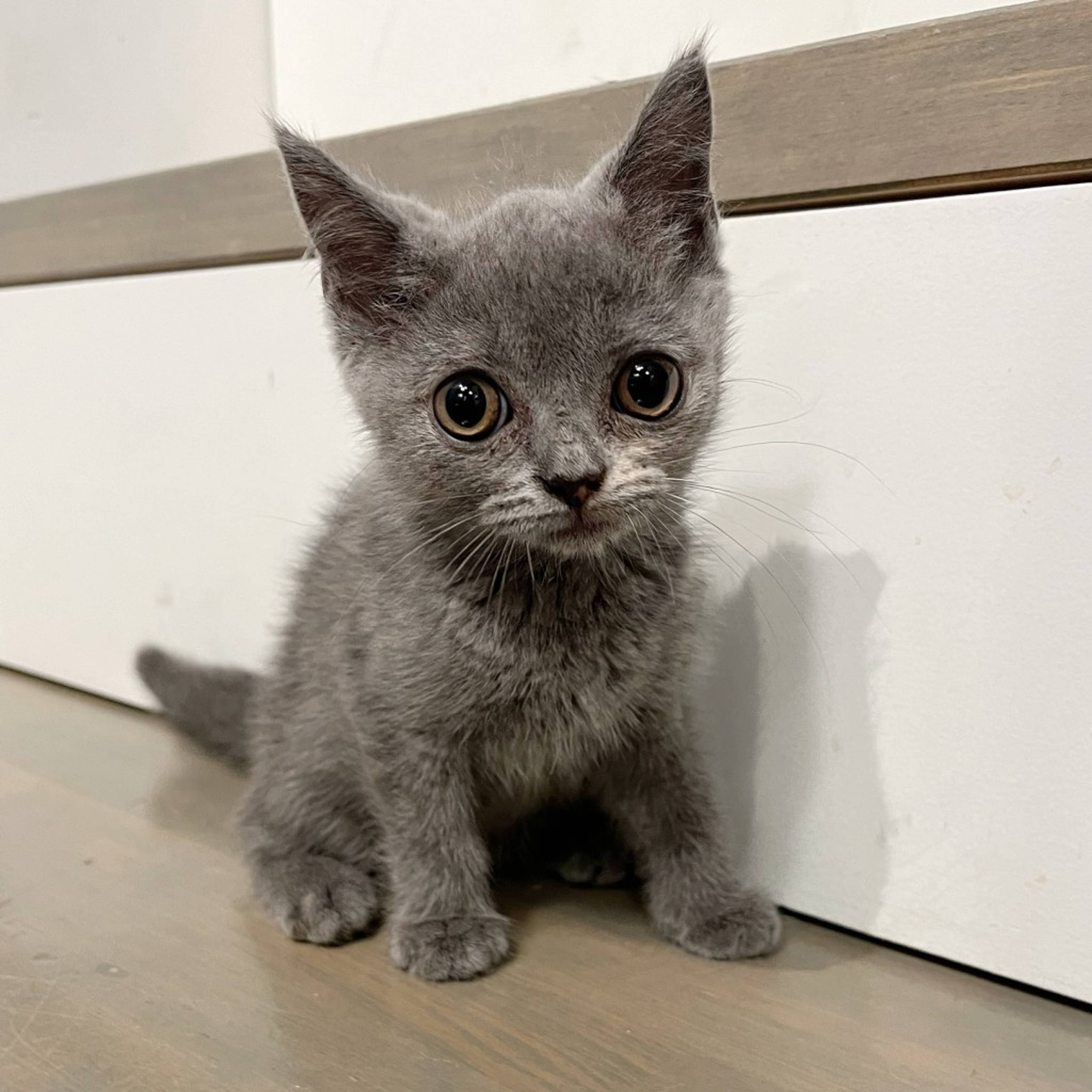 ブリティッシュショートヘア・メスの里親募集の写真