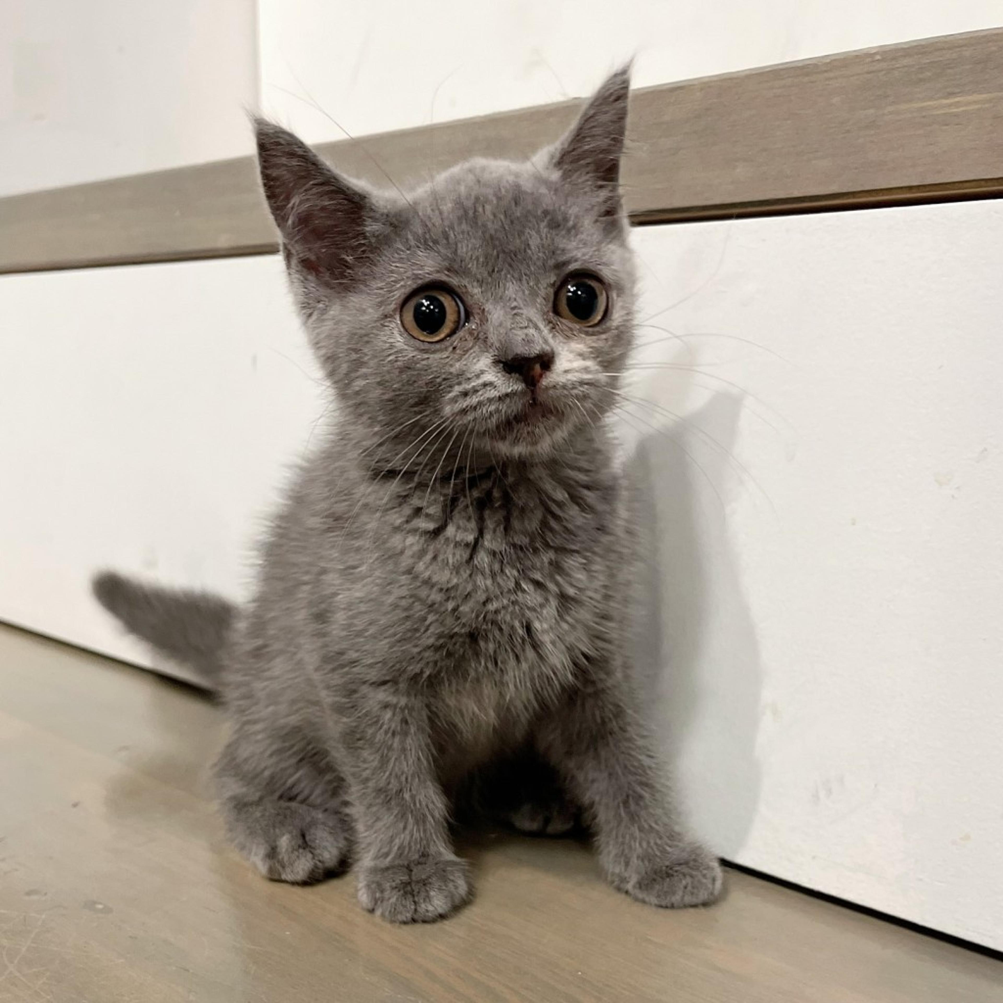 pet-image-2