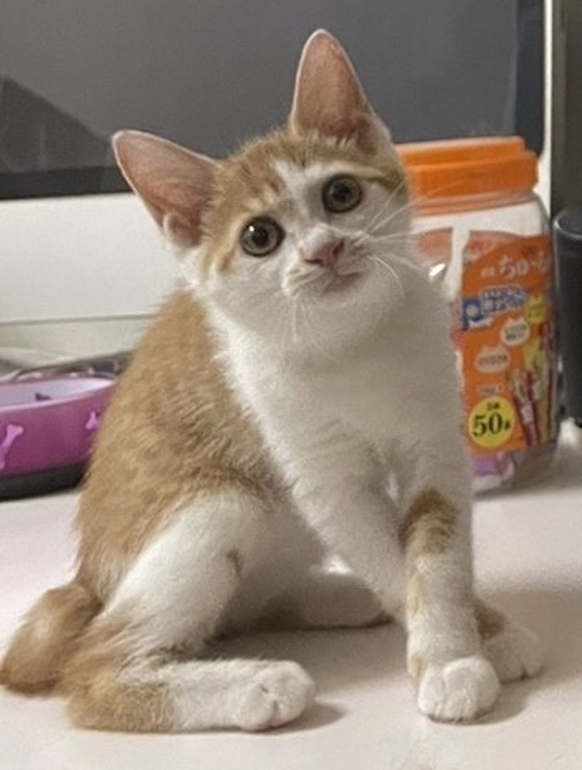 雑種（ミックス猫）・メスの里親募集の写真