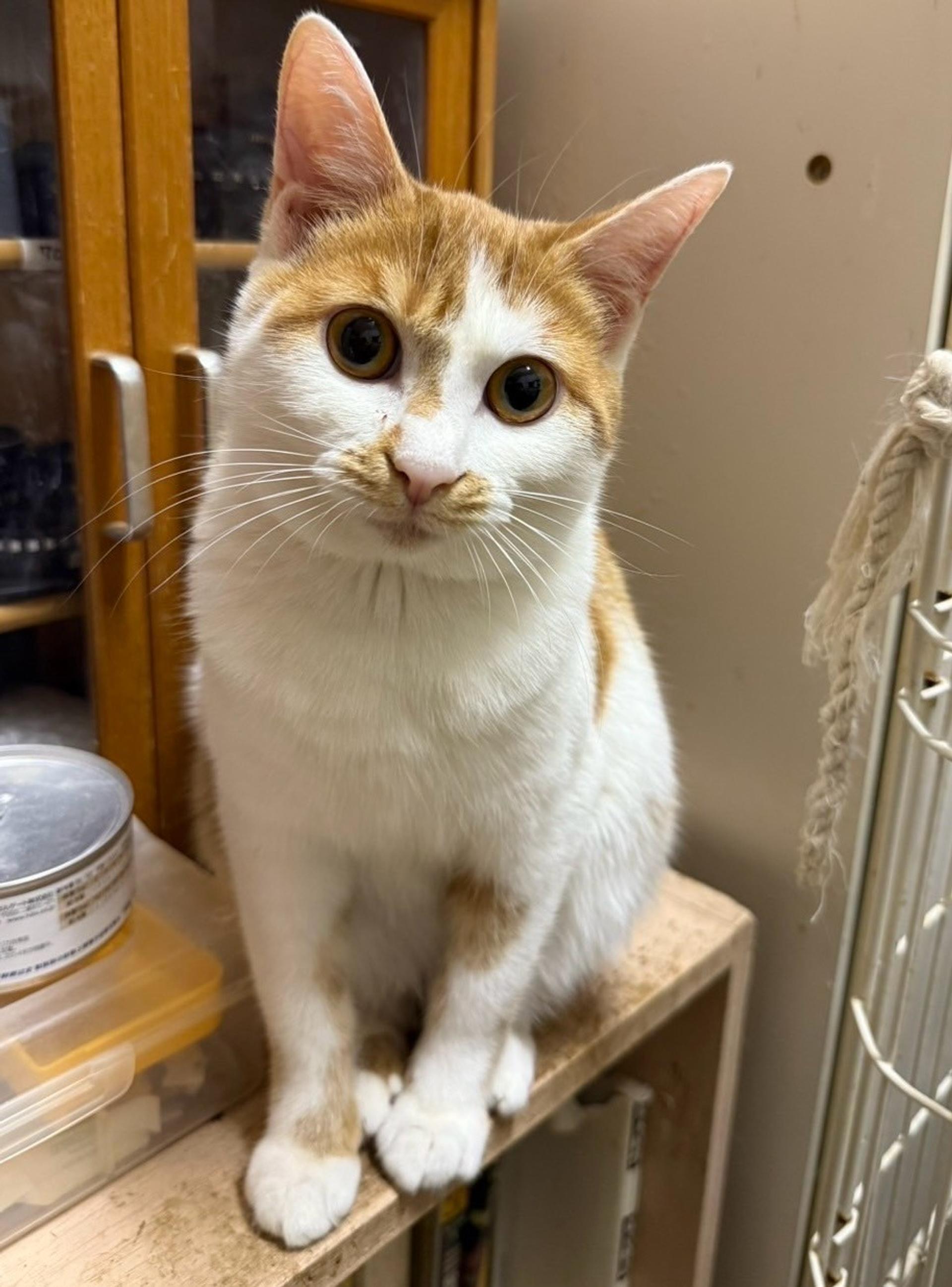 pet-image-2