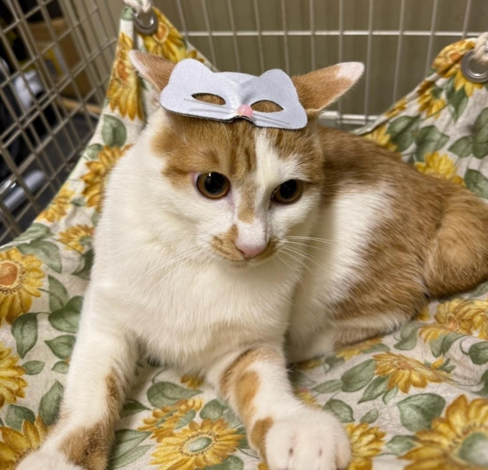 pet-image-4