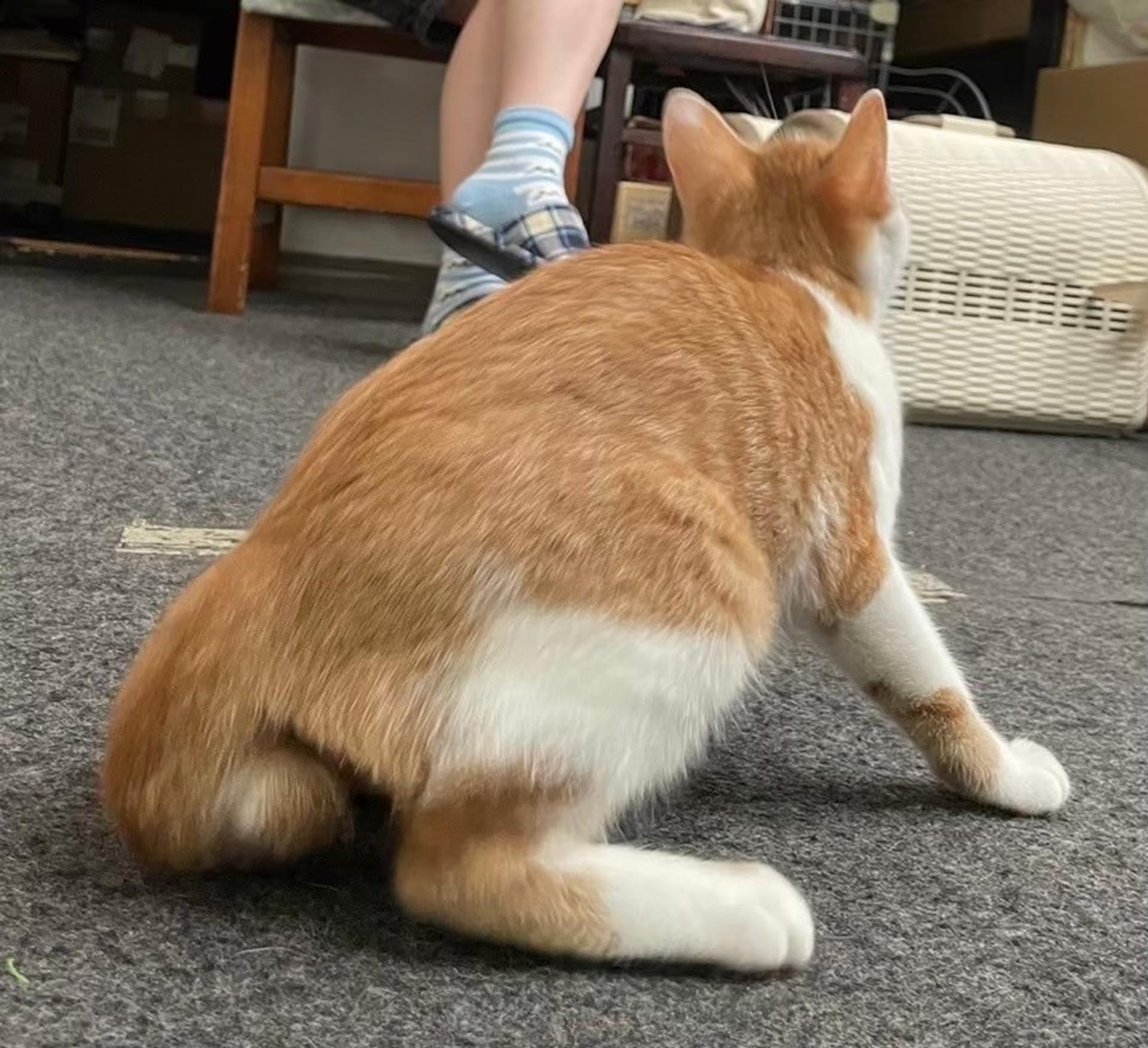 pet-image-8