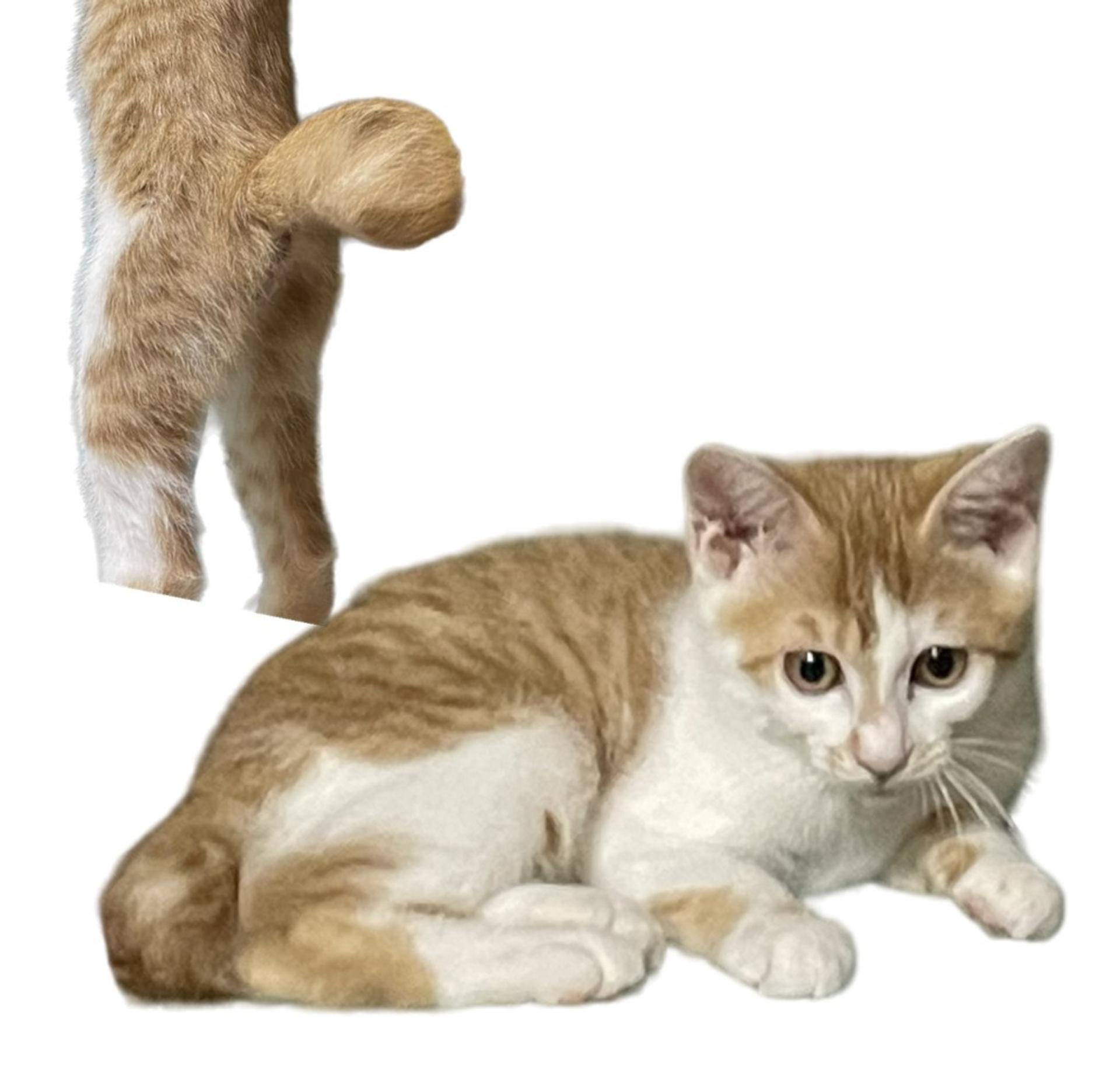 pet-image-7