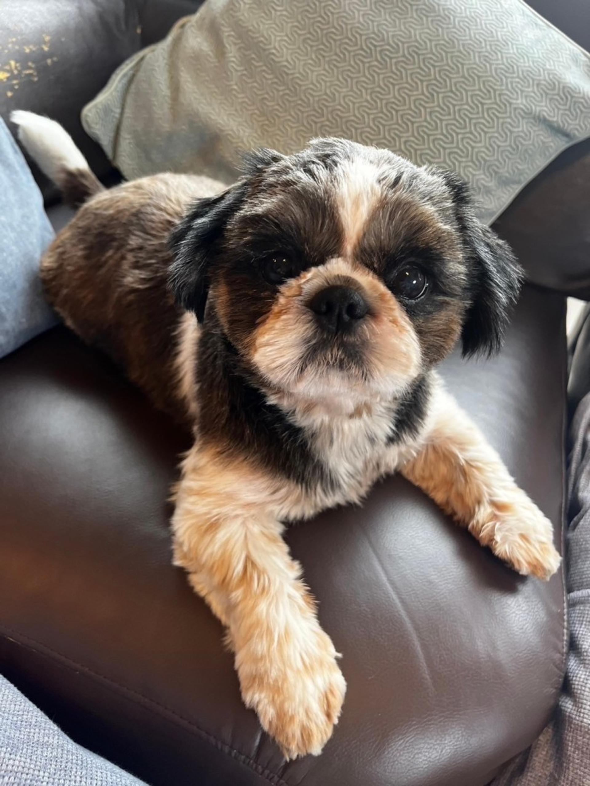 pet-image-2