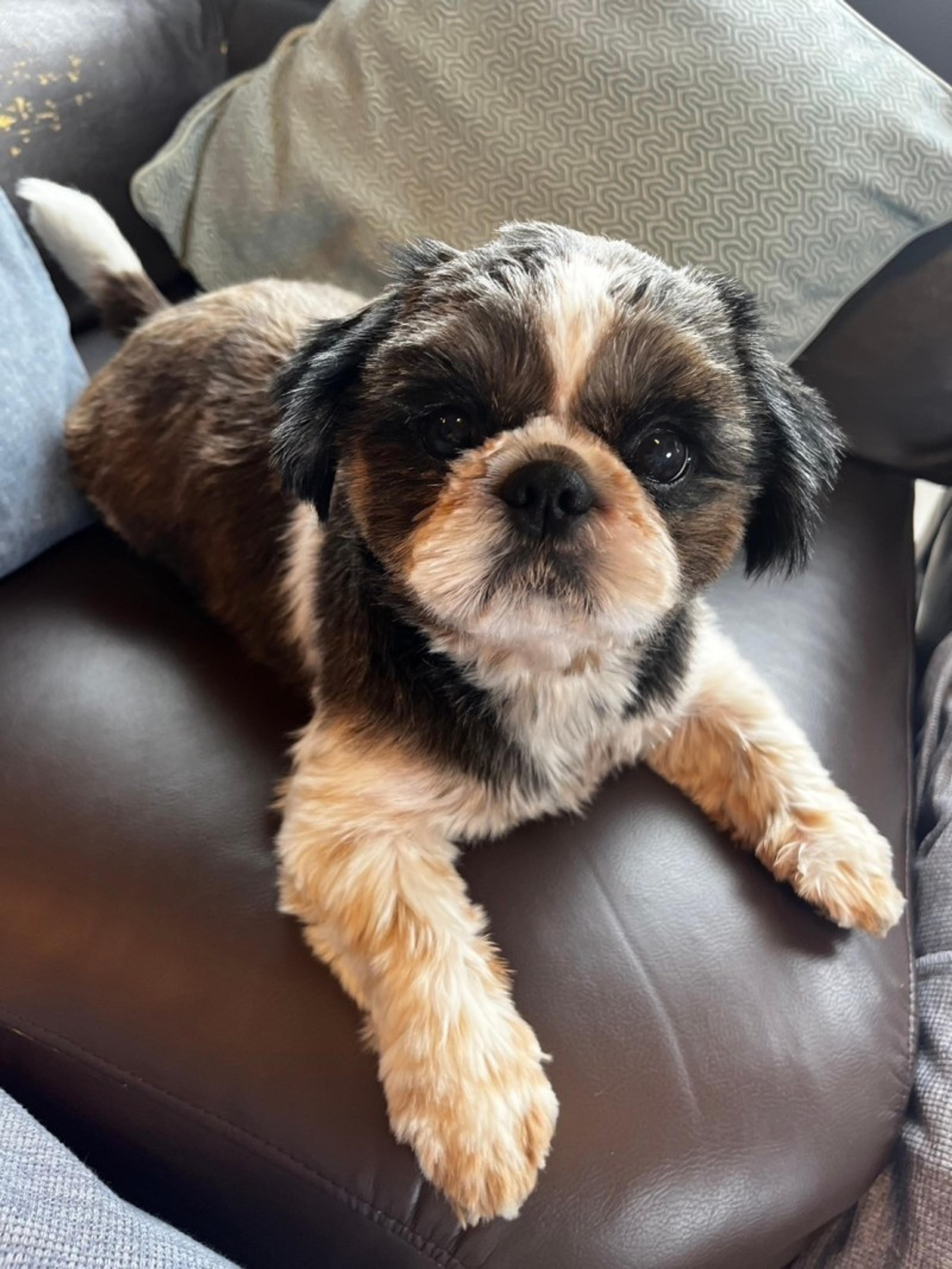 pet-image-2