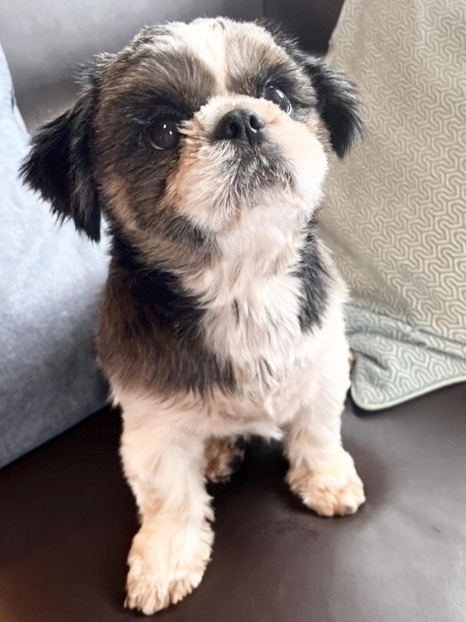 pet-image-3