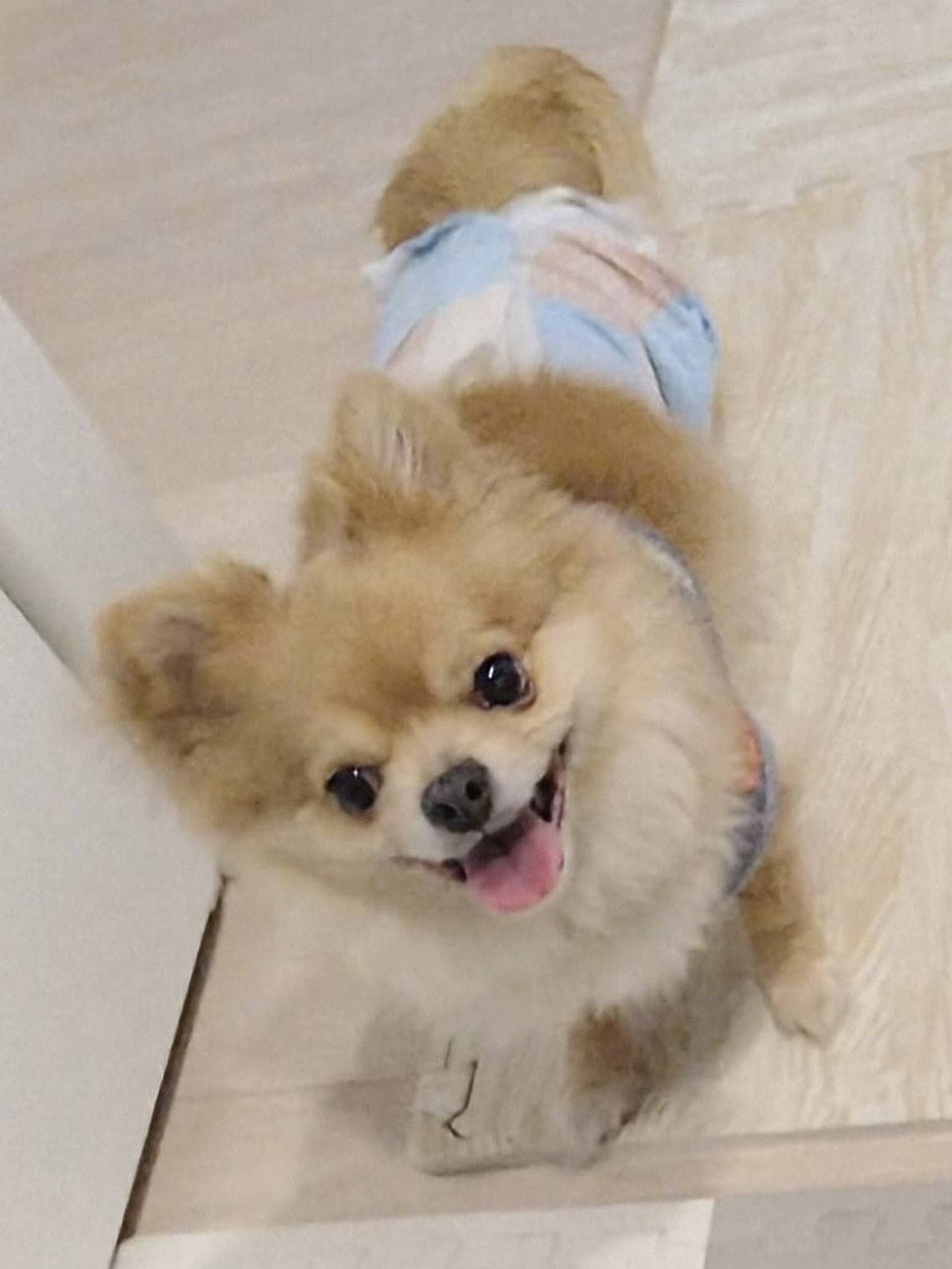 雑種（ミックス犬）・オスの里親募集の写真
