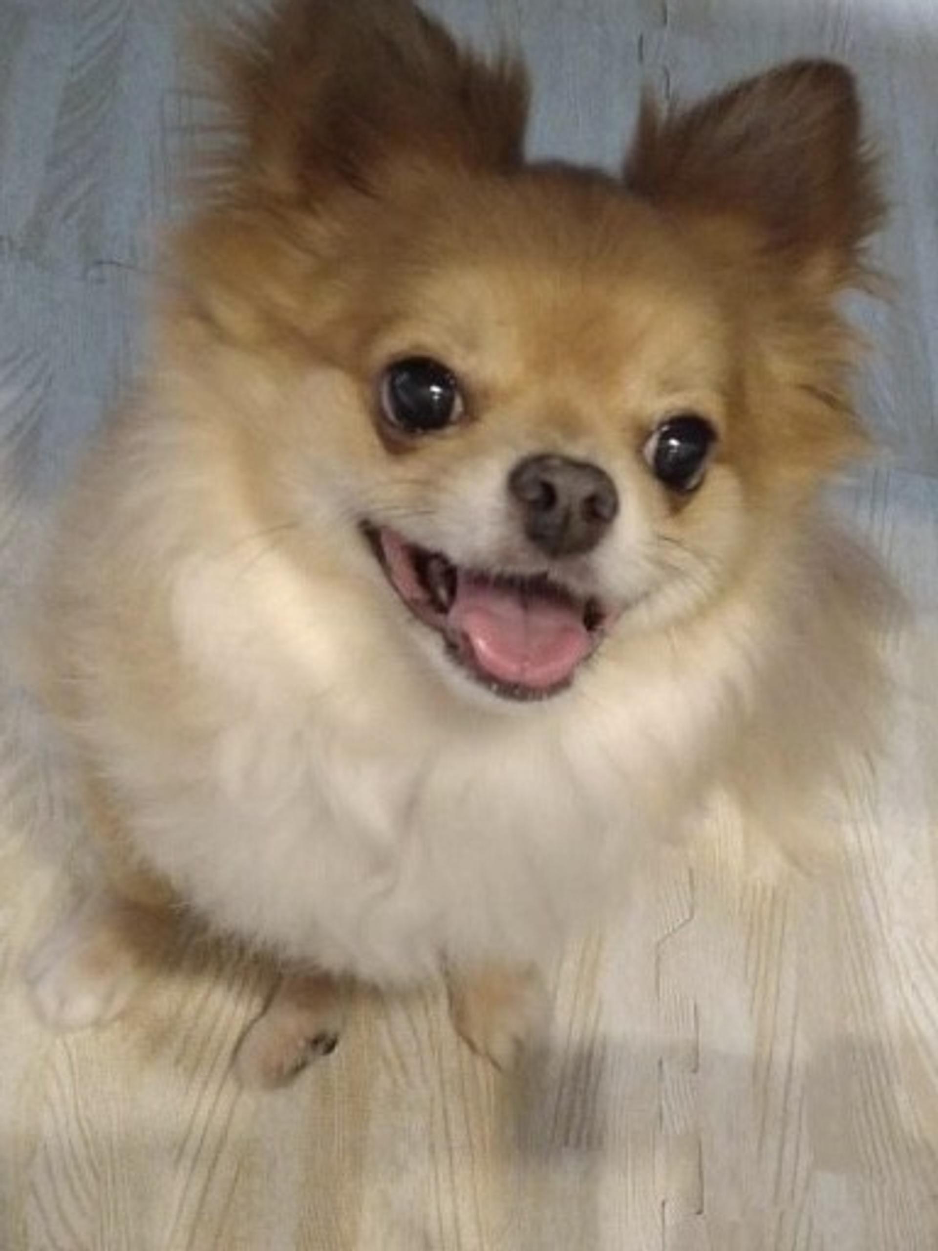 pet-image-4