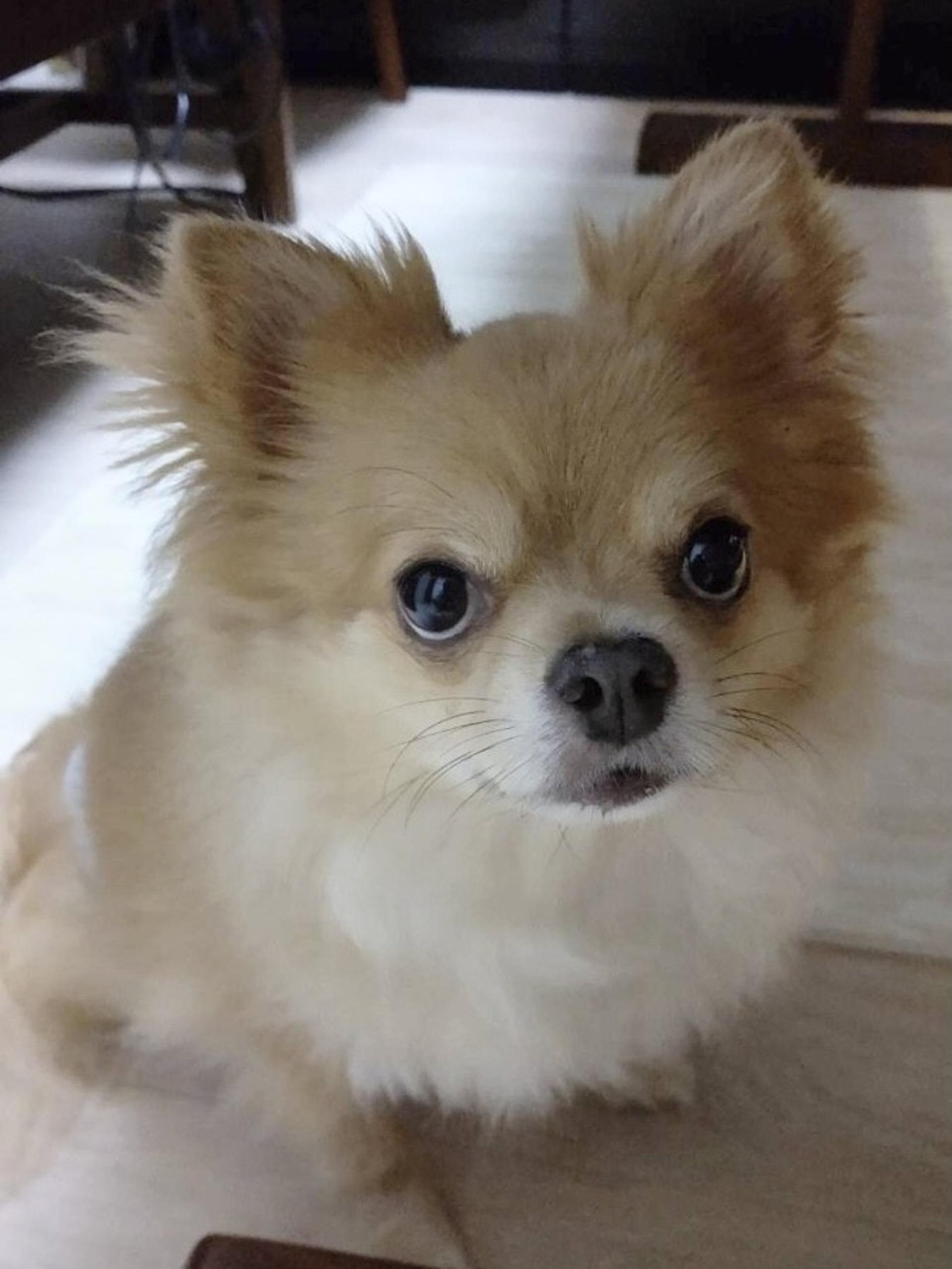pet-image-5