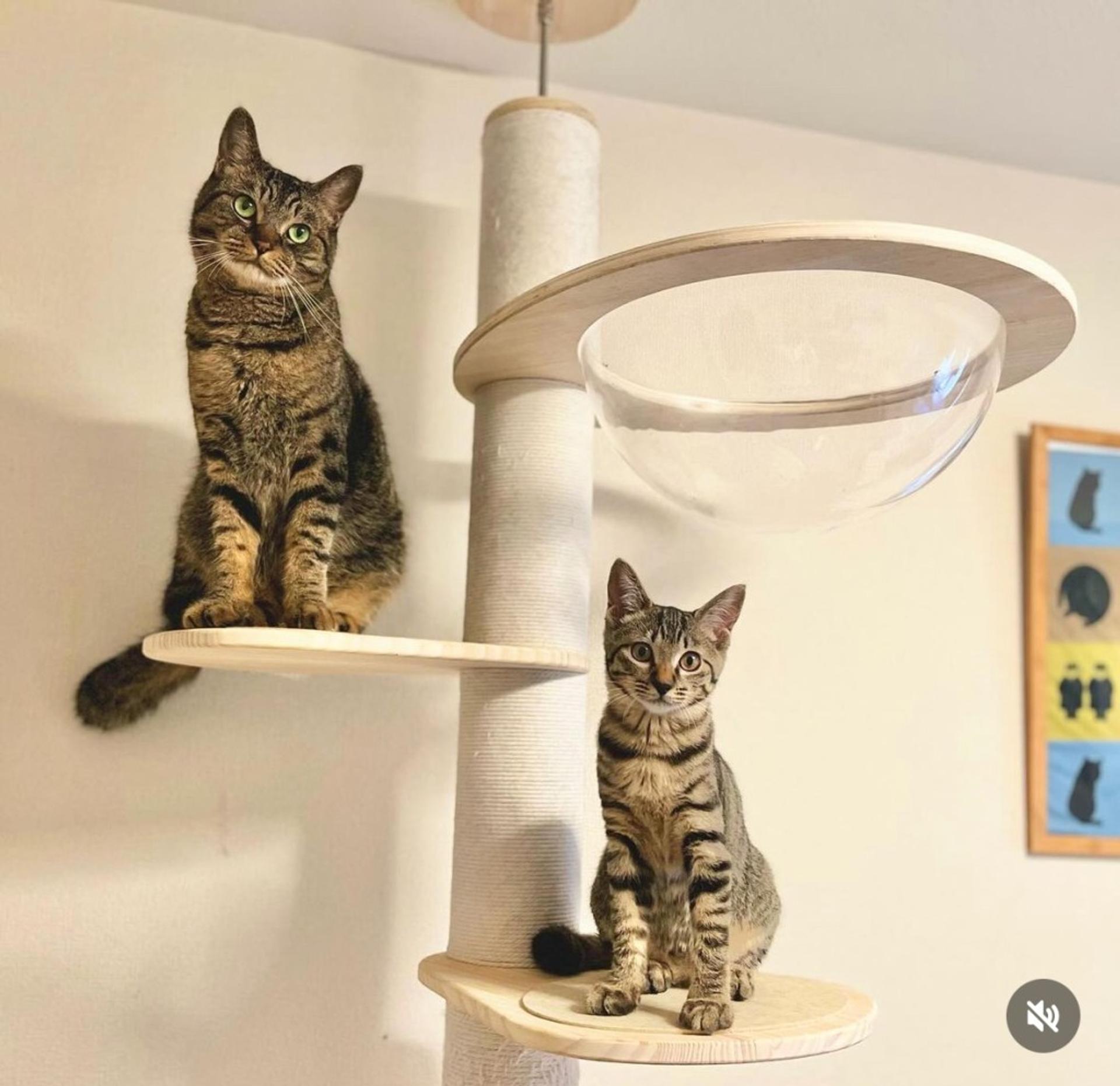 pet-image-4