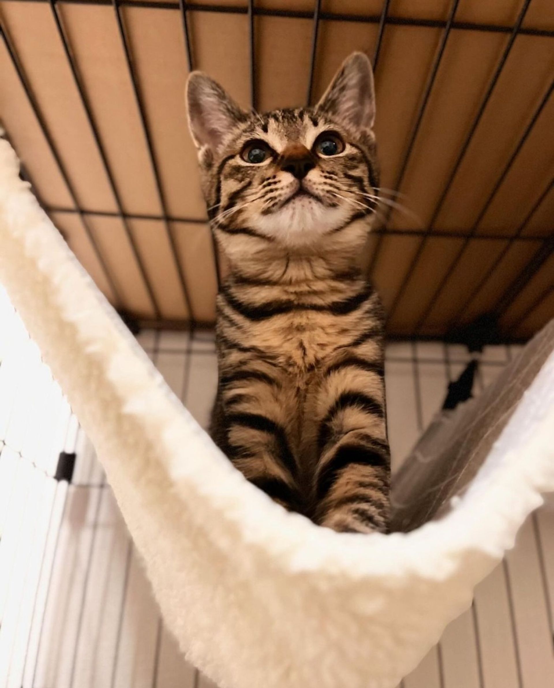 雑種（ミックス猫）・メスの里親募集の写真