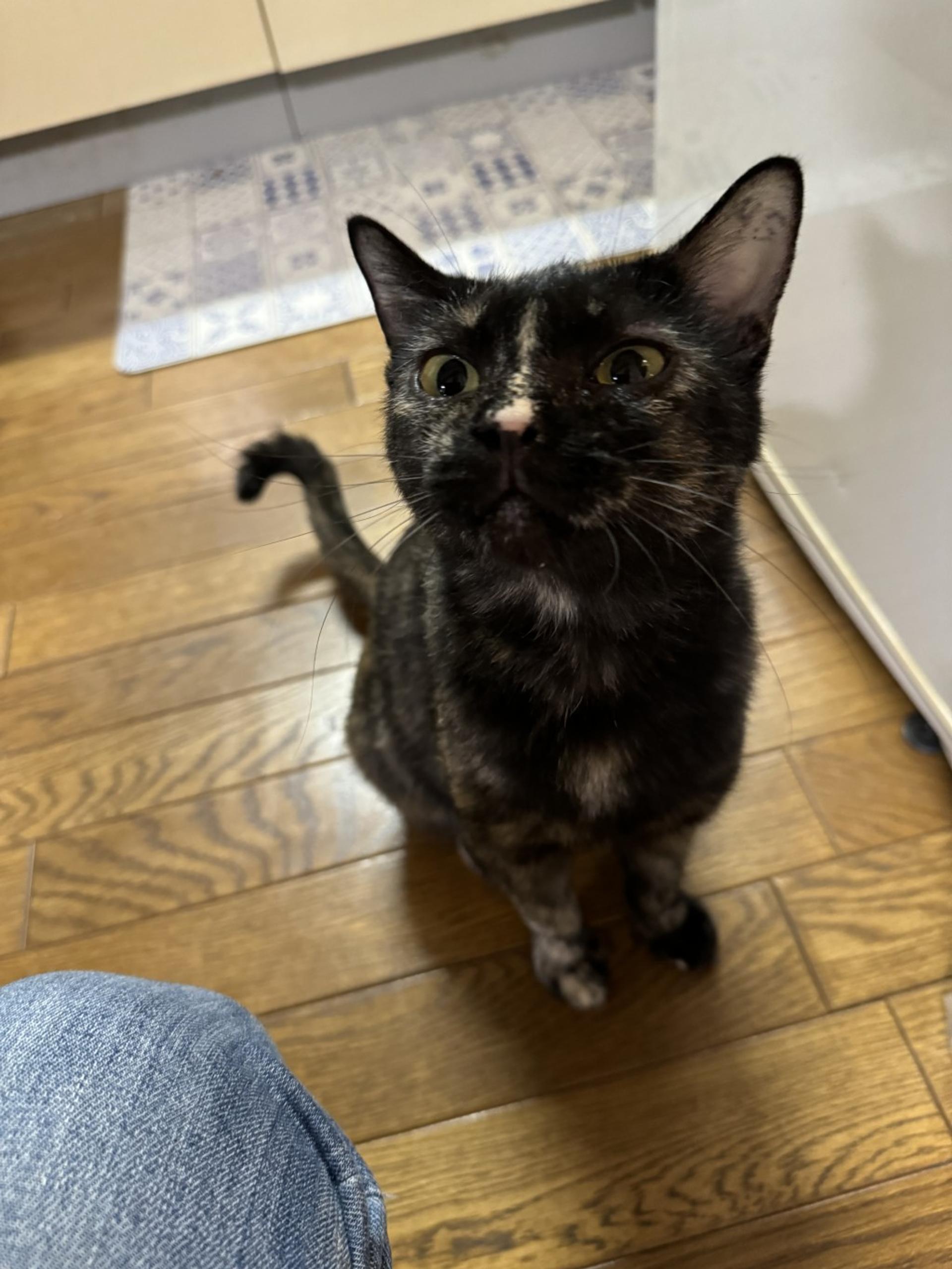 pet-image-4