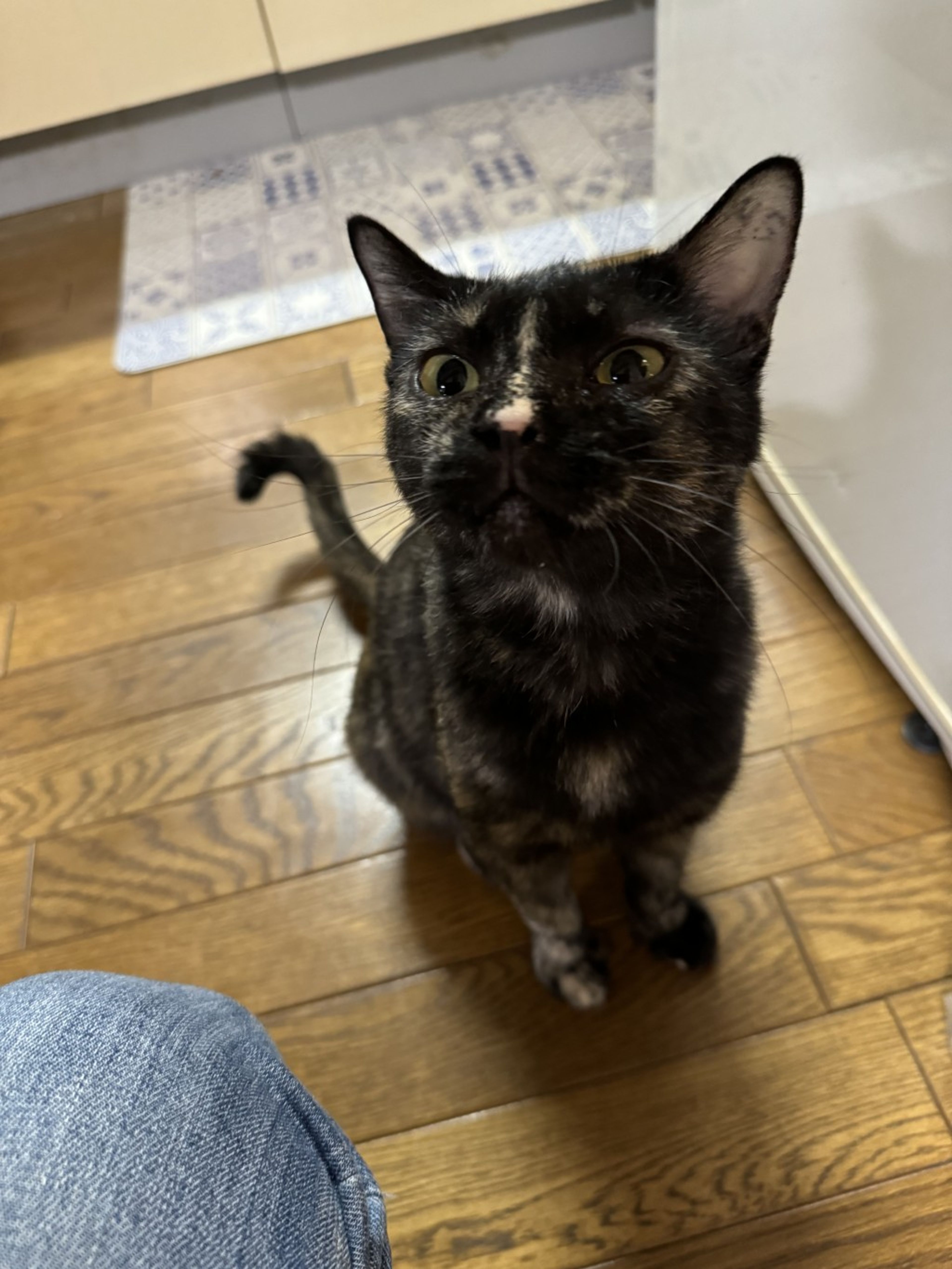 pet-image-4