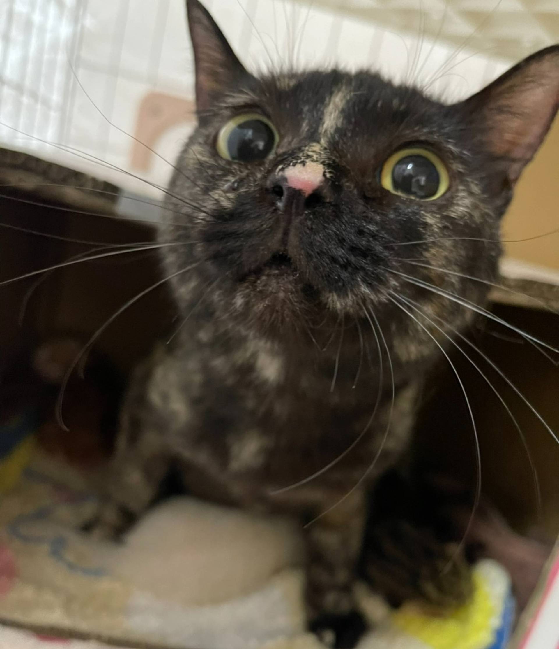 雑種（ミックス猫）・メスの里親募集の写真