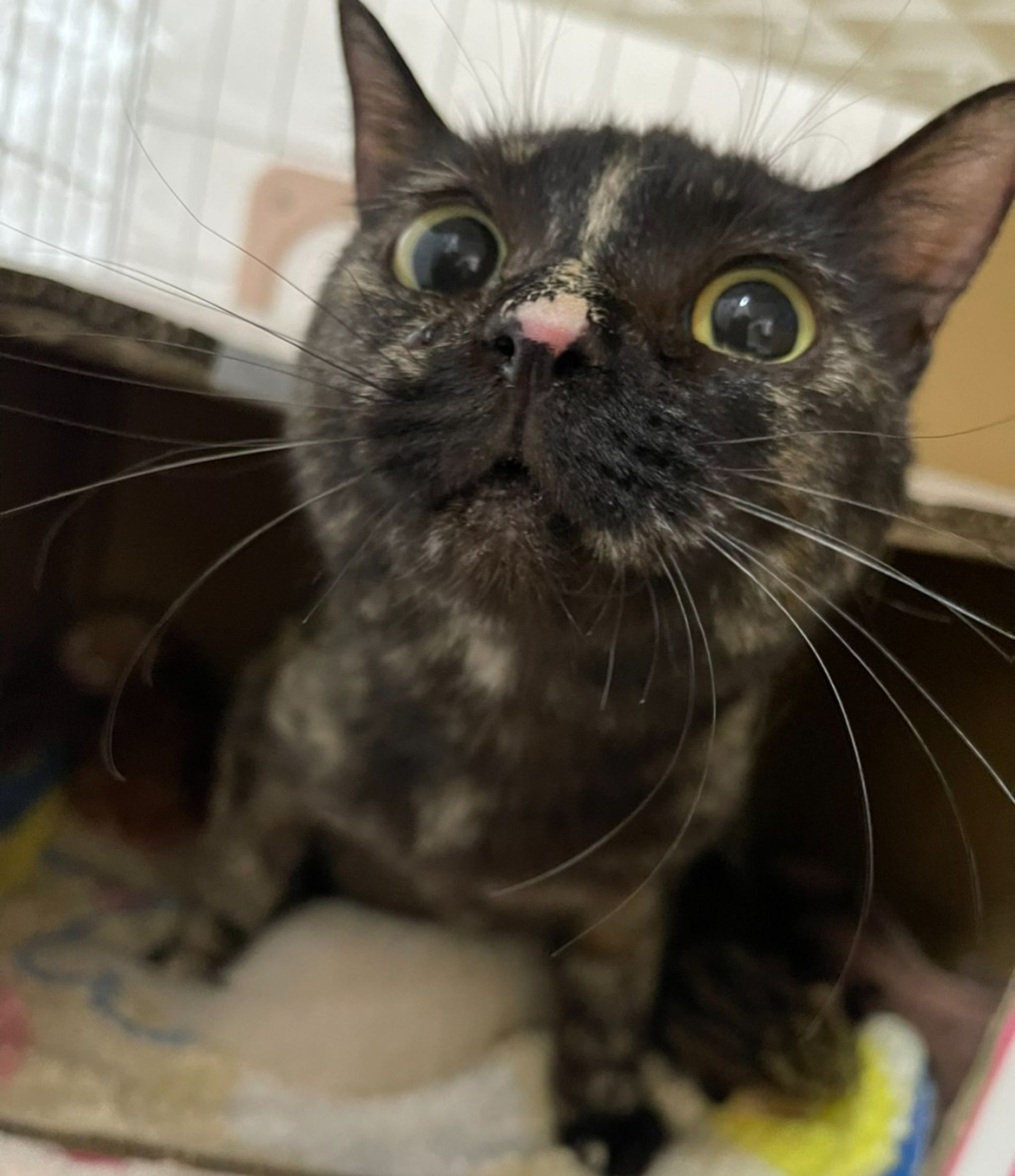 雑種（ミックス猫）・メスの里親募集の写真
