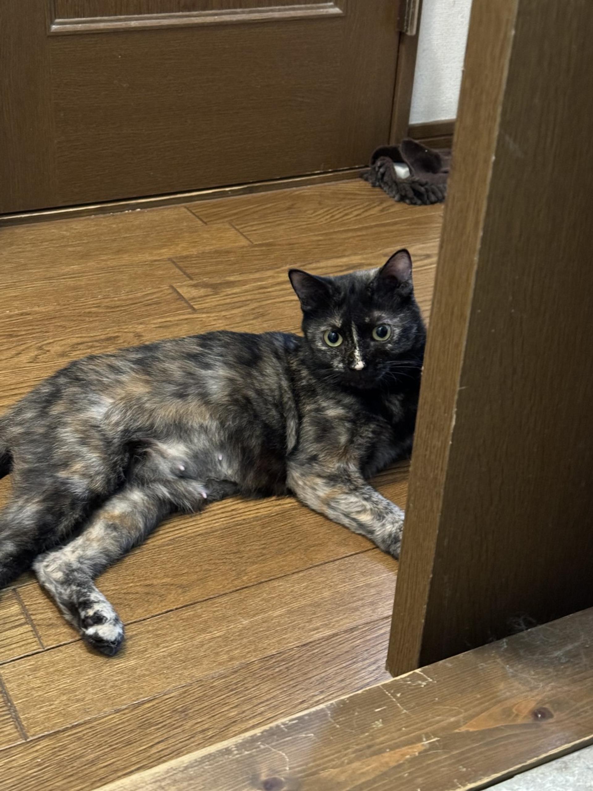 pet-image-2