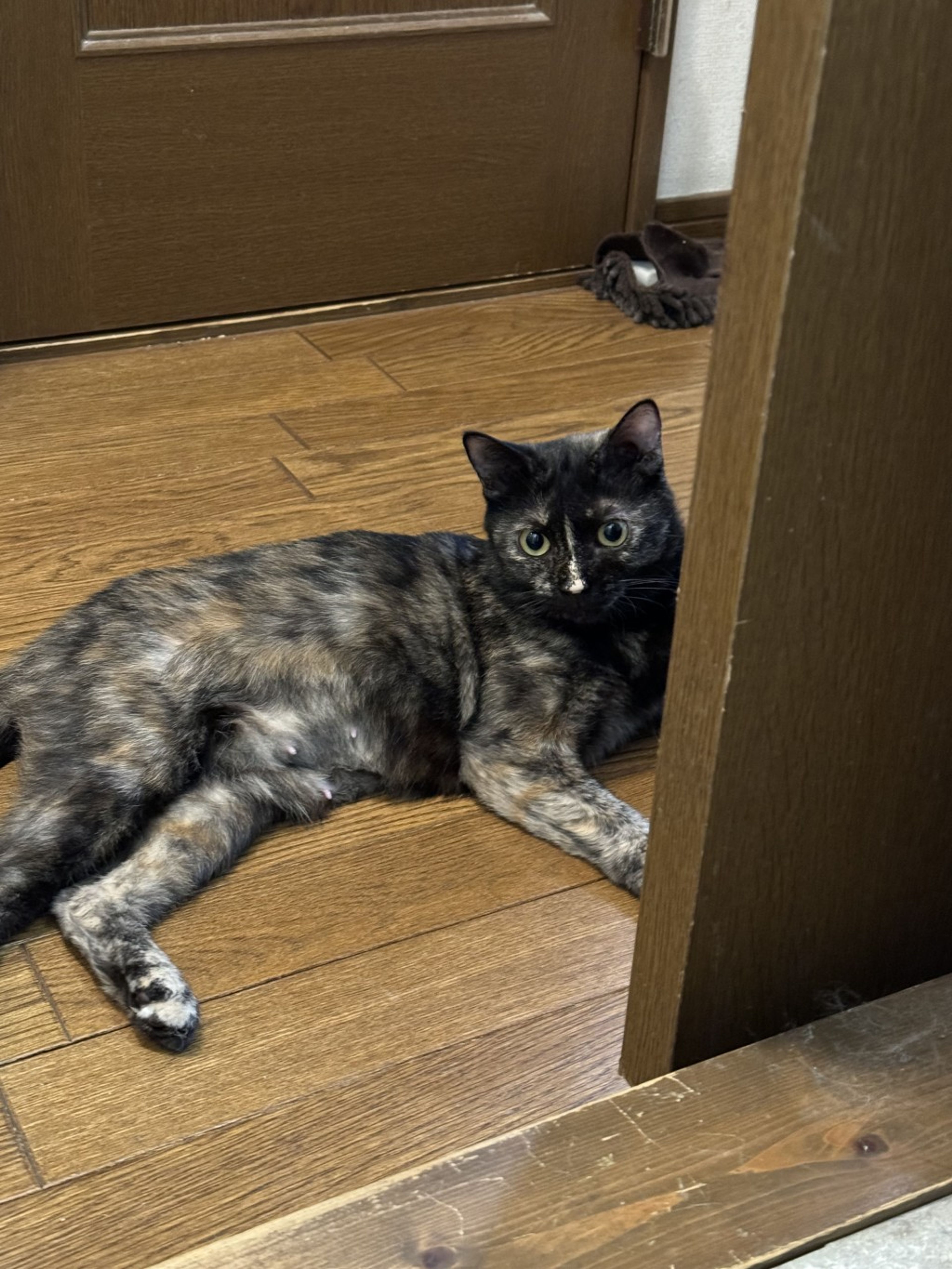 おしゃべりな不思議ちゃん めちゃくちゃ可愛い | 雑種（ミックス猫