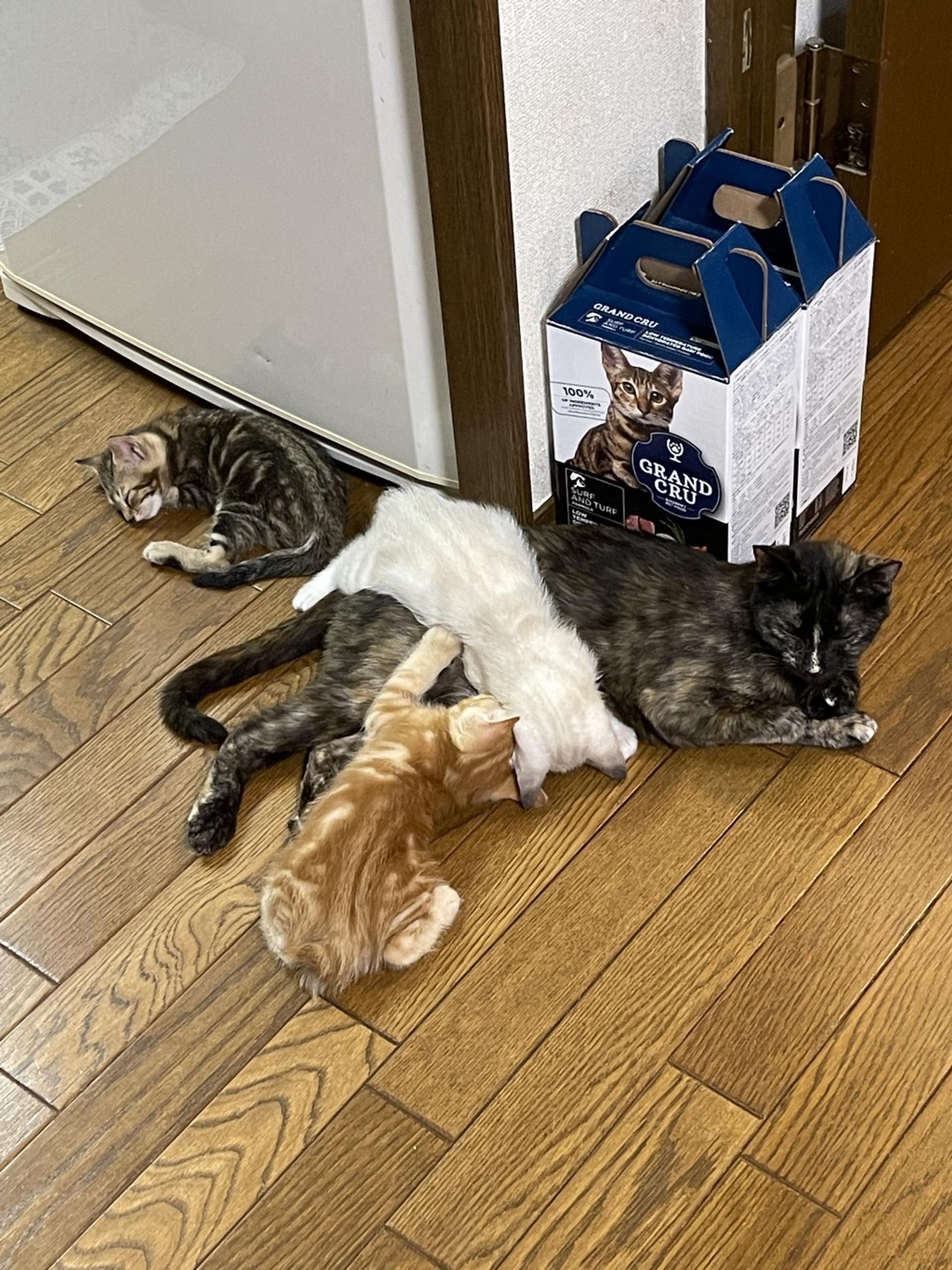pet-image-6