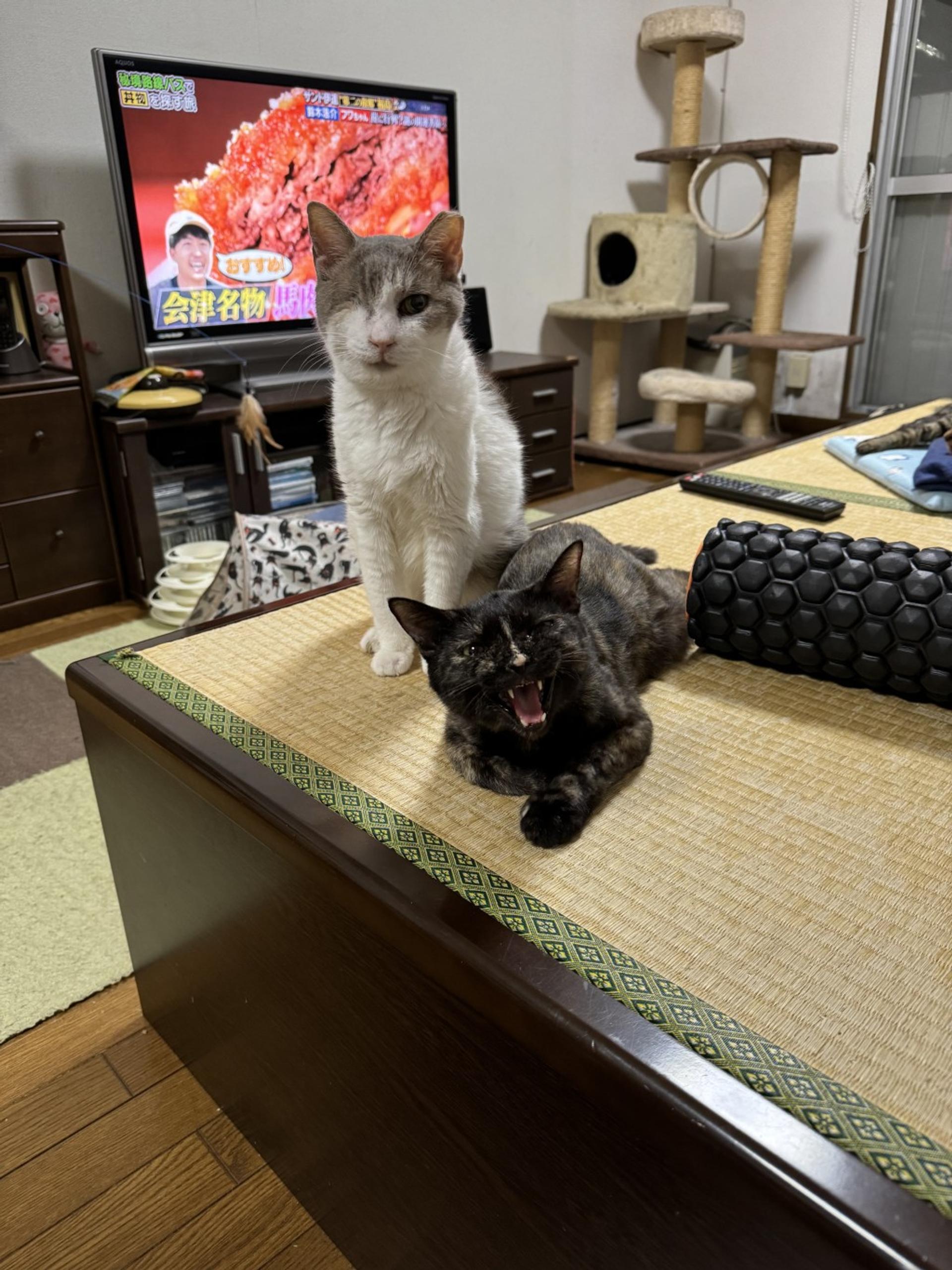 pet-image-7