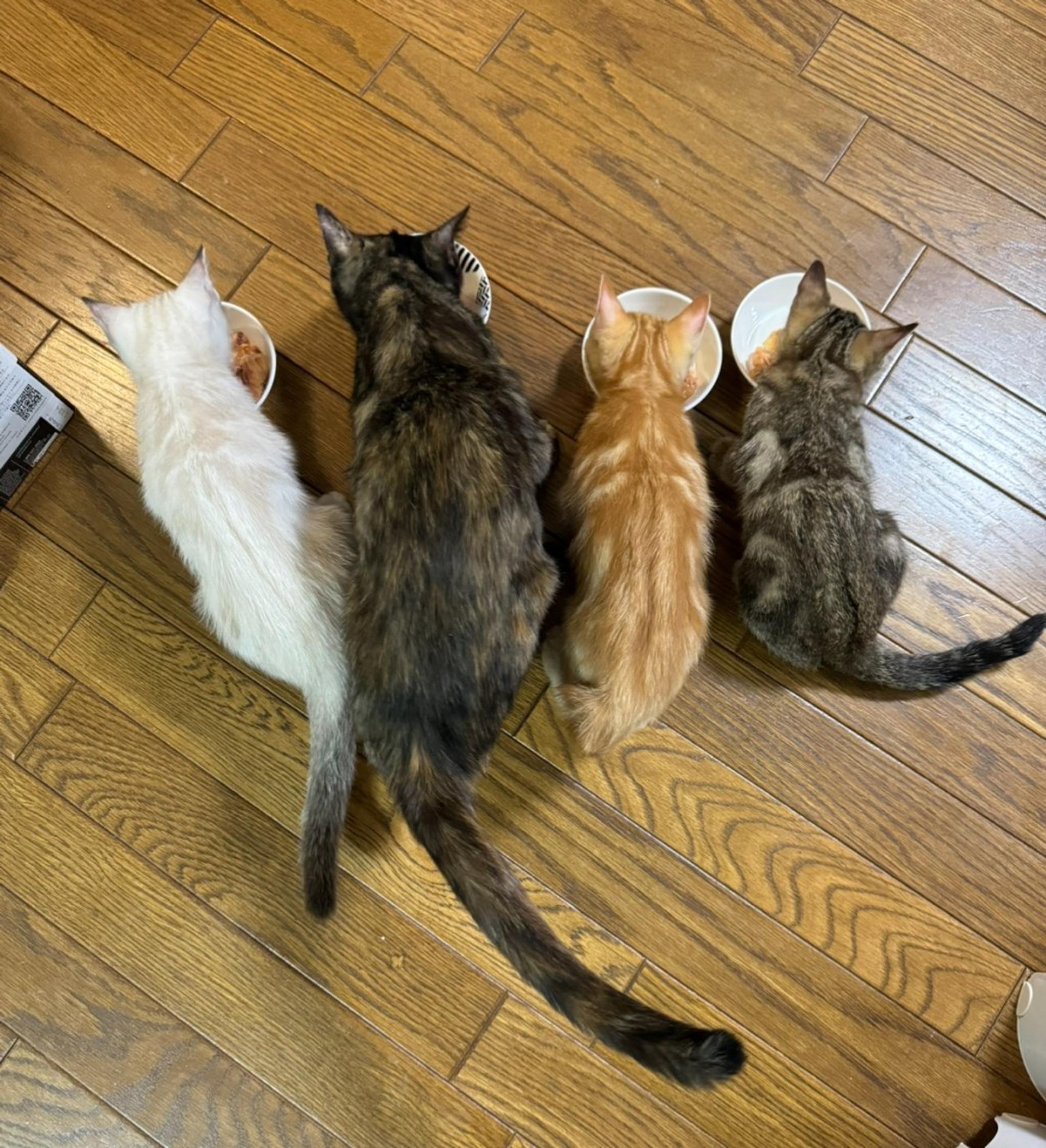 pet-image-8