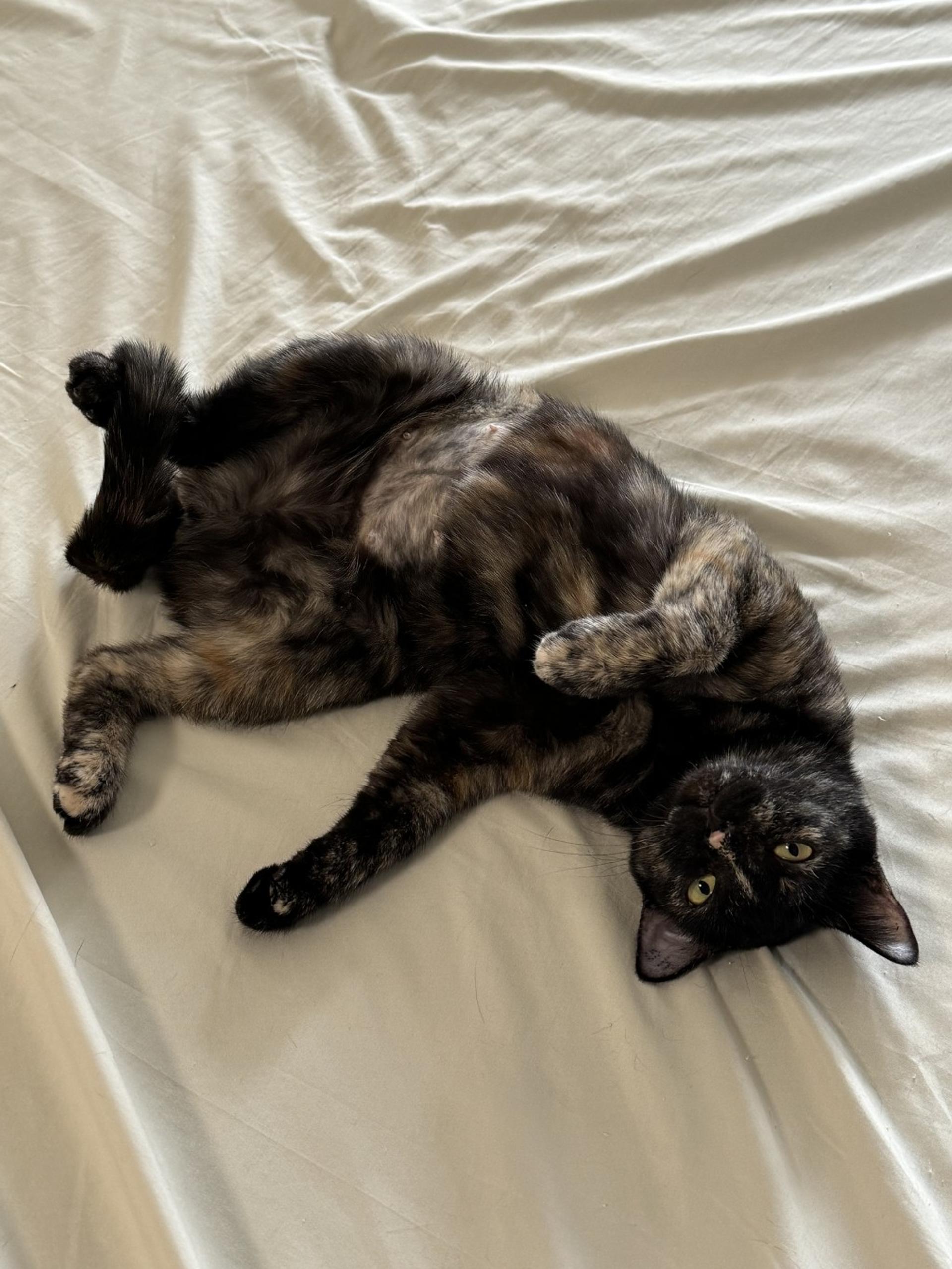 pet-image-3