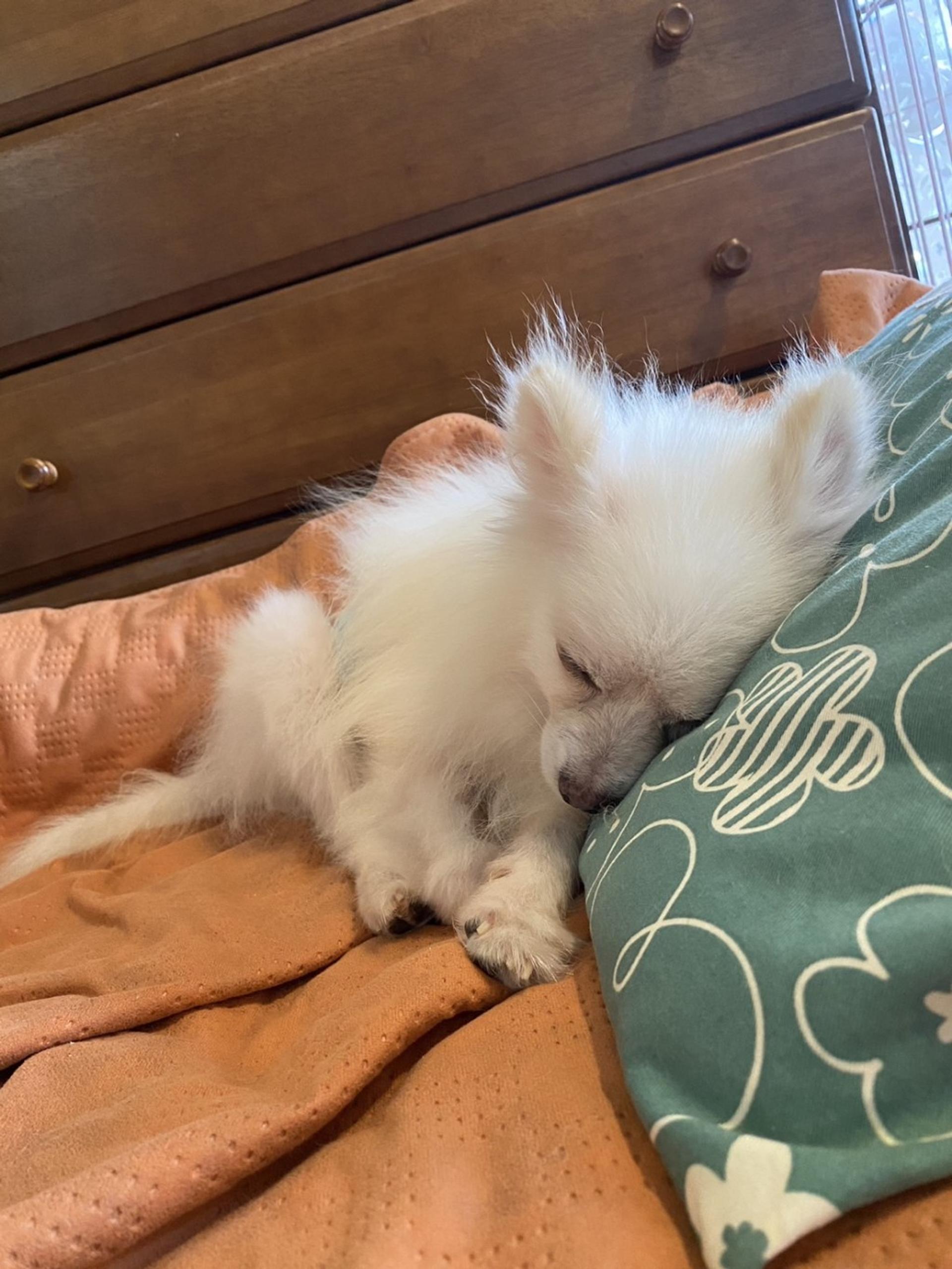pet-image-5