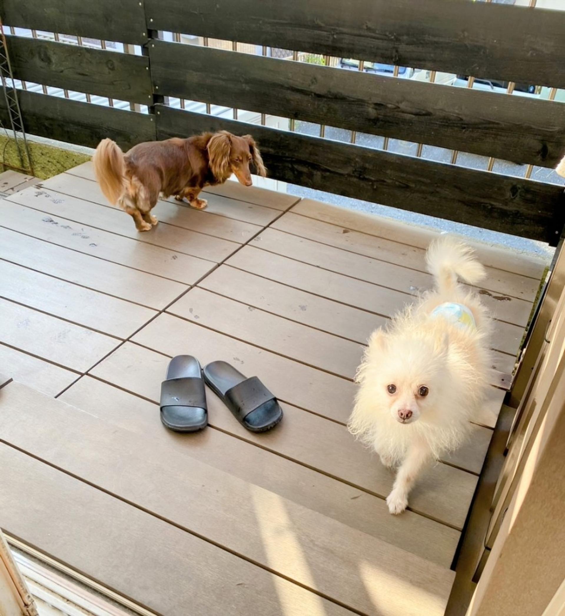 pet-image-7