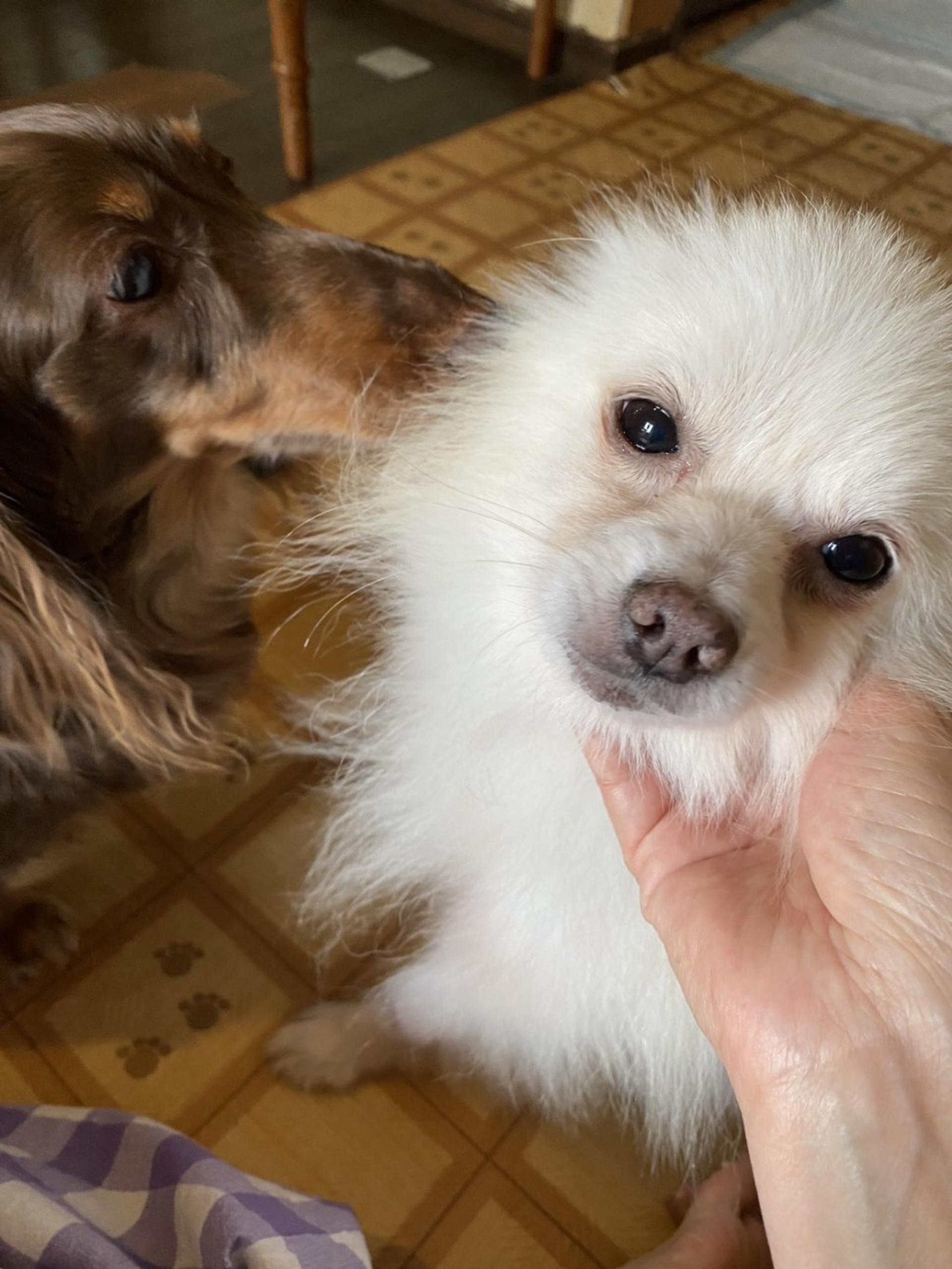 pet-image-4