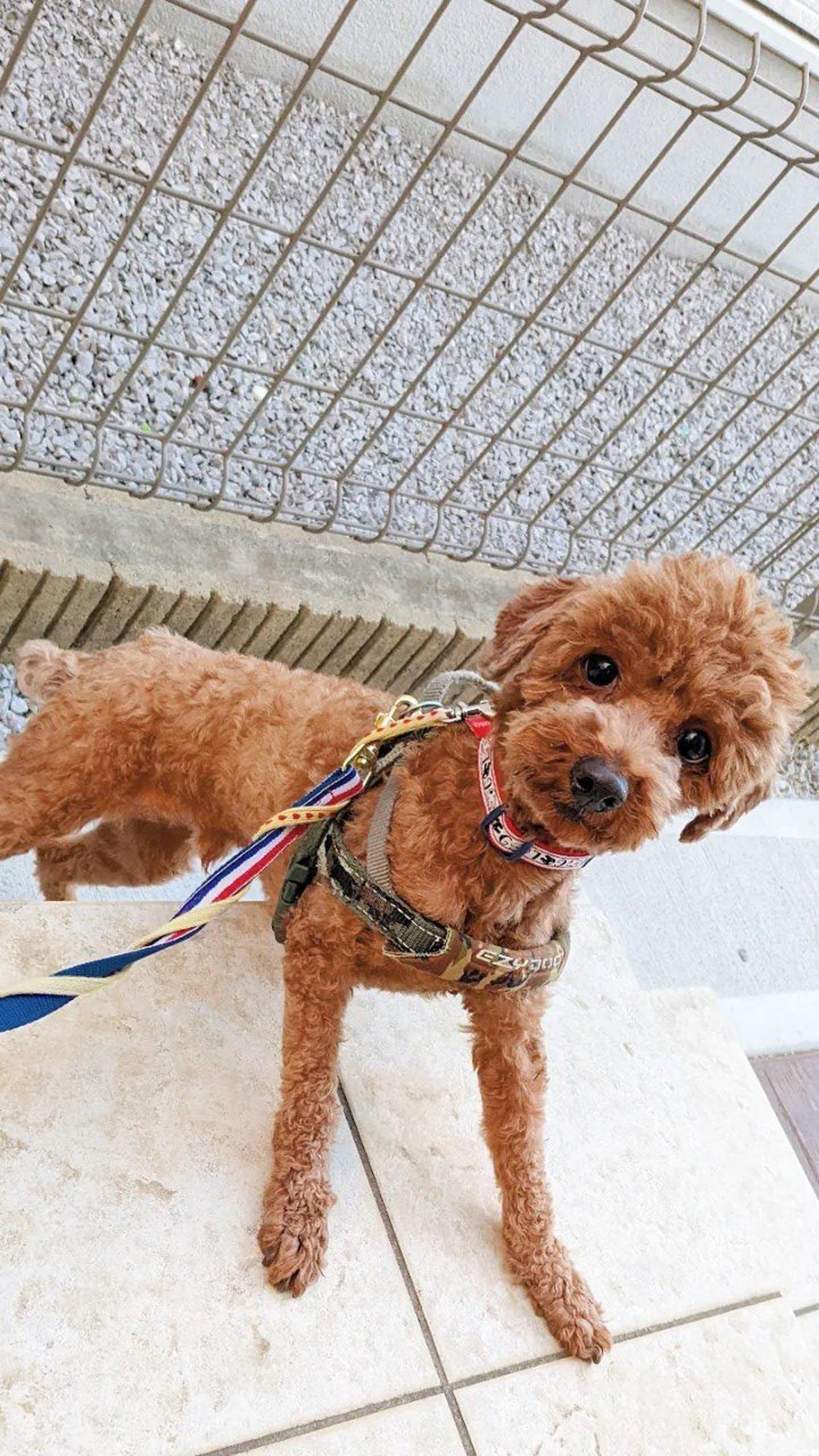 pet-image-2