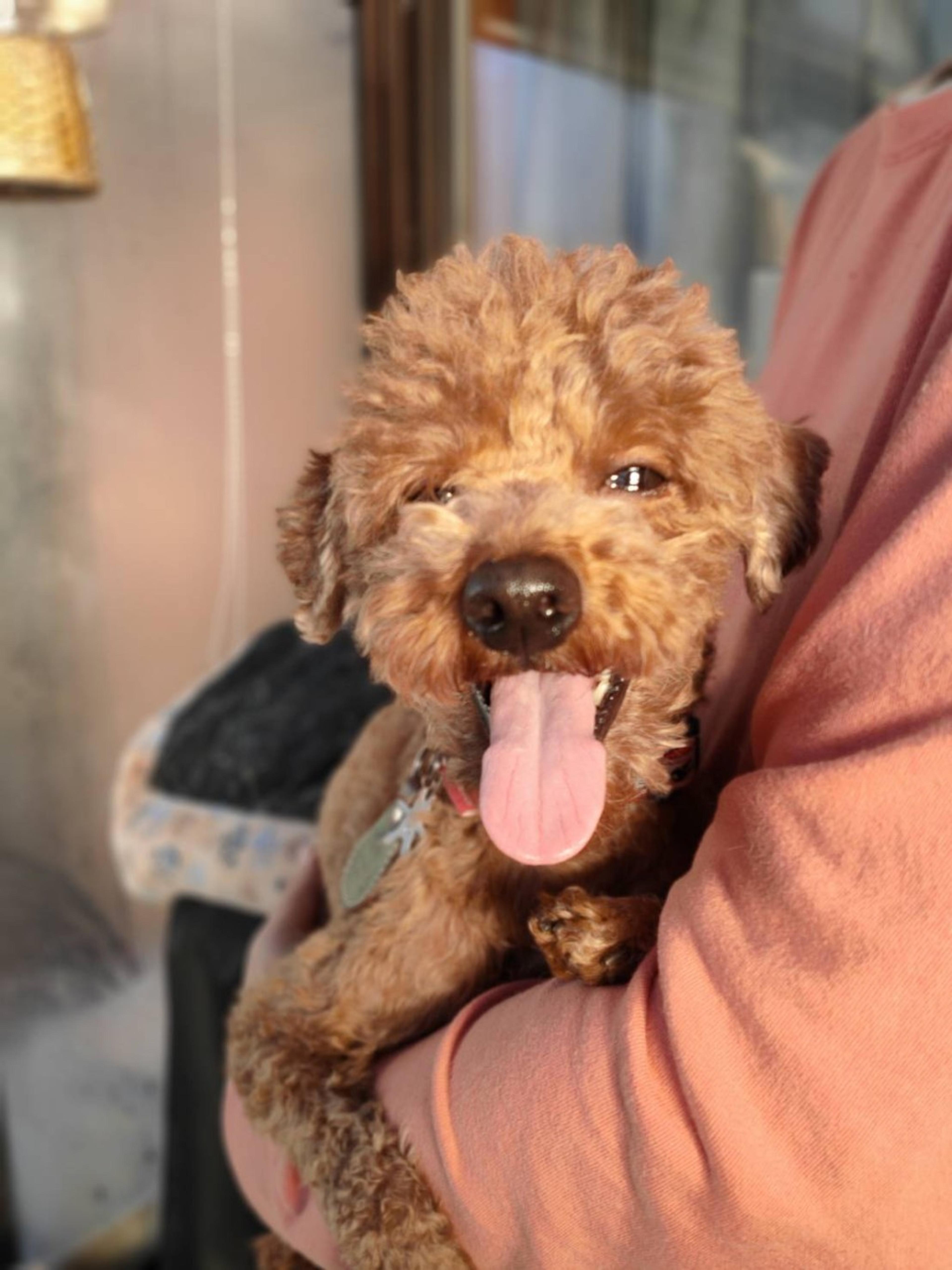 pet-image-3