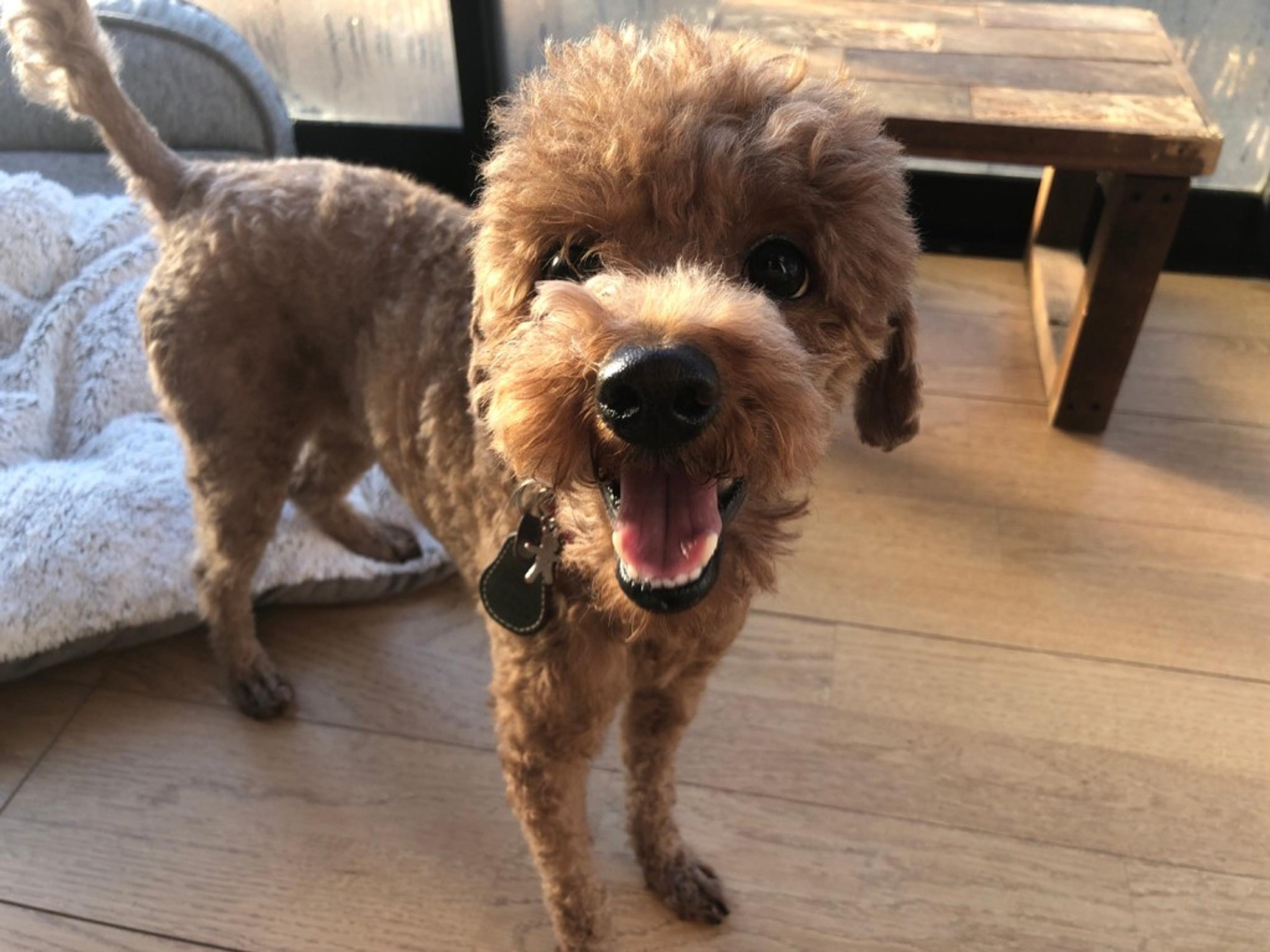 pet-image-4