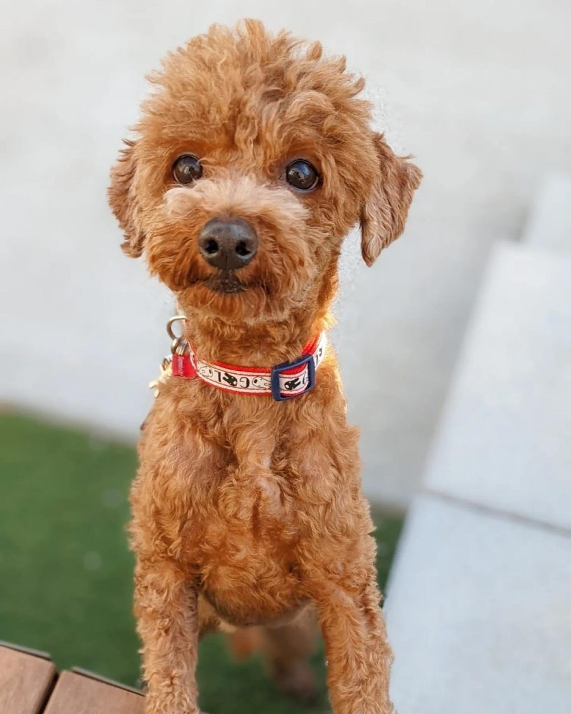 pet-image-5