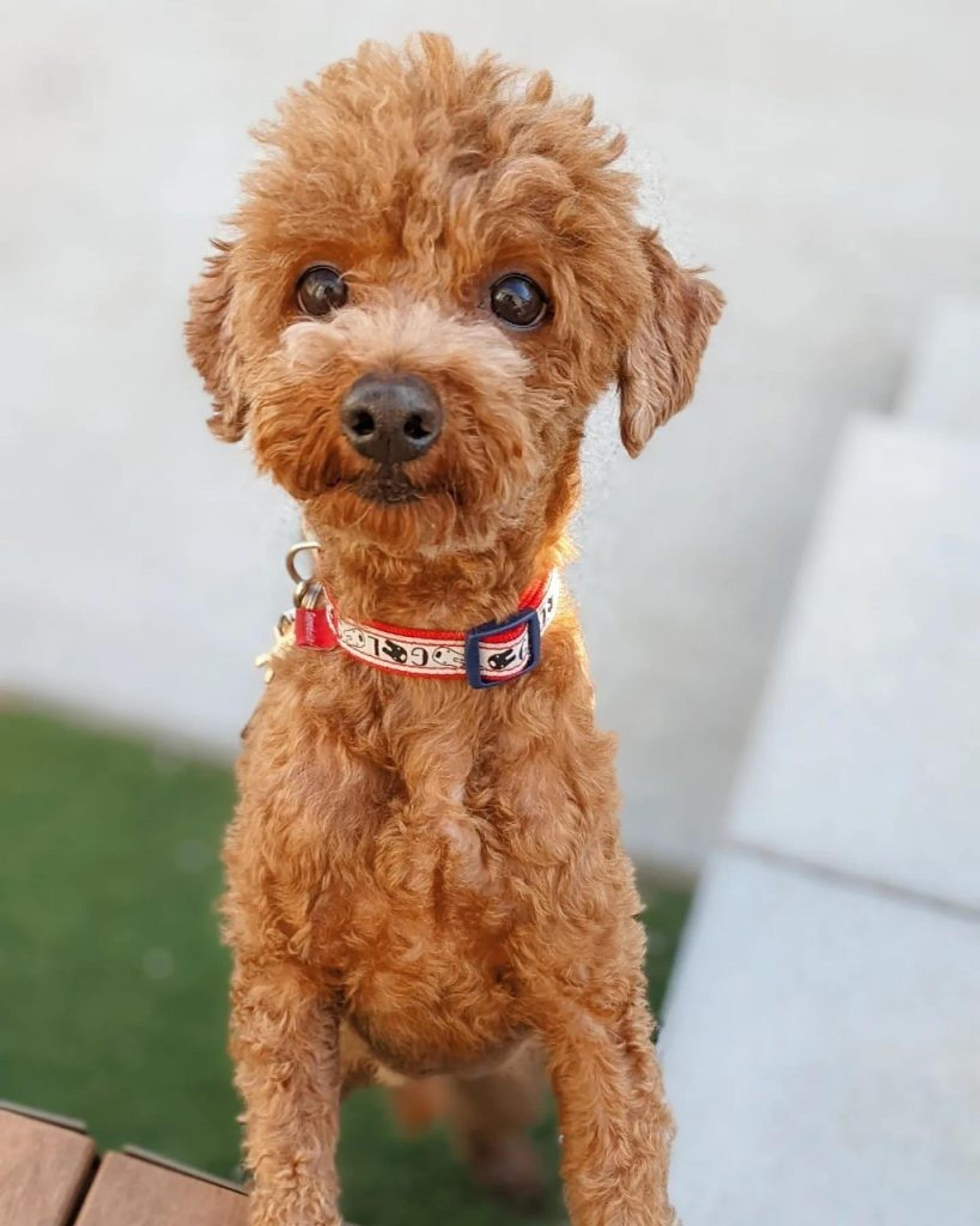 pet-image-5