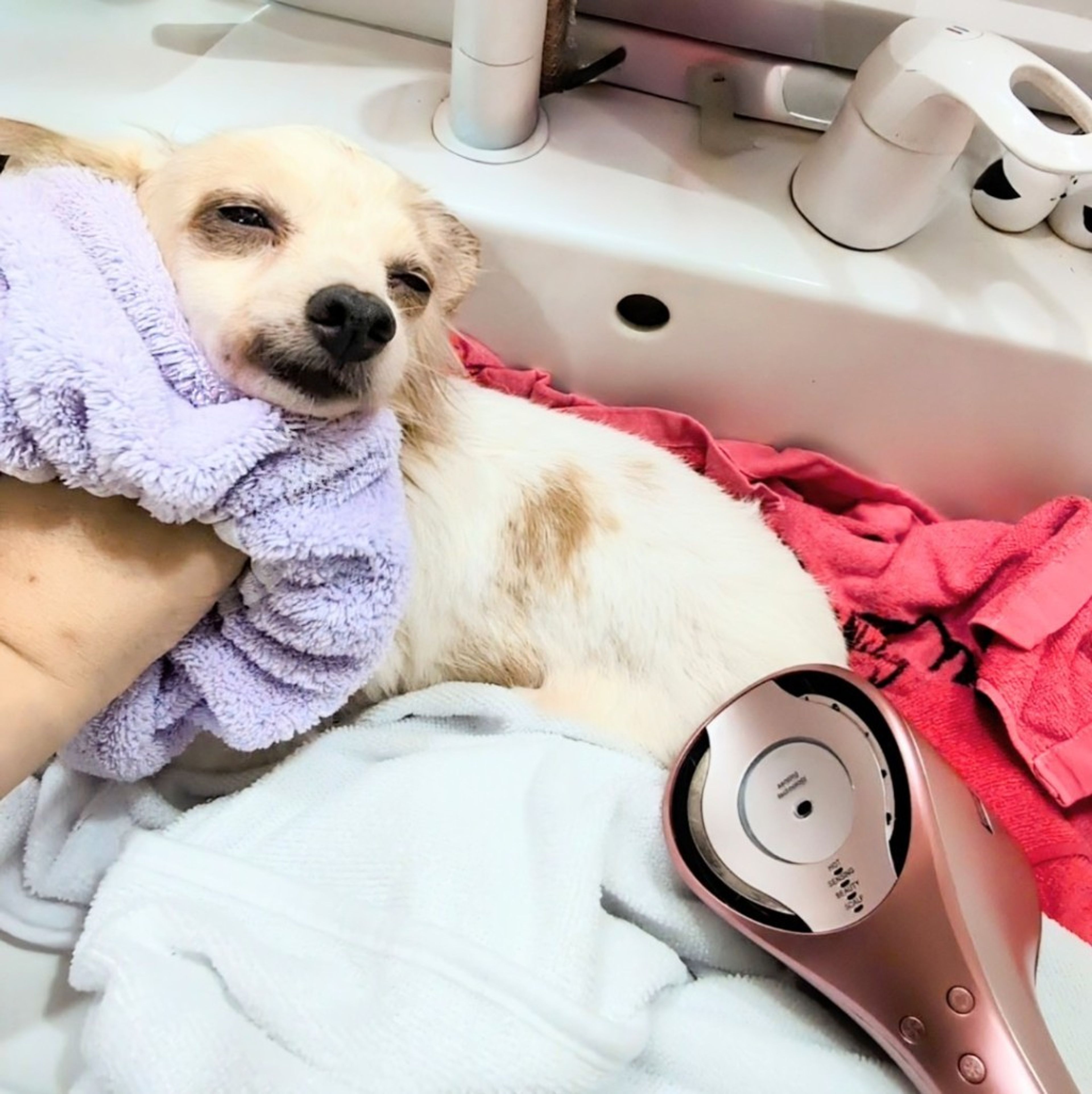 pet-image-4
