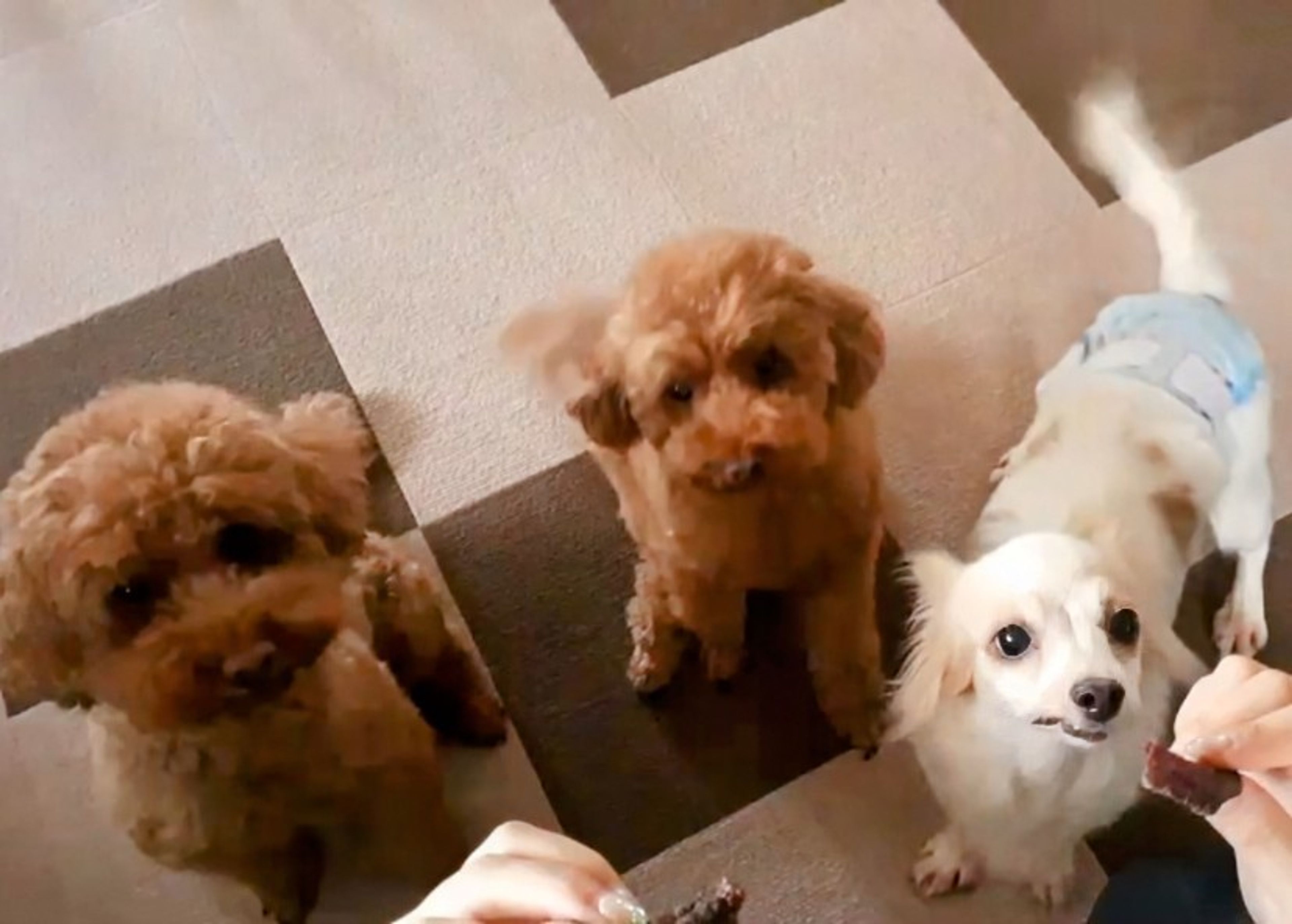 pet-image-6