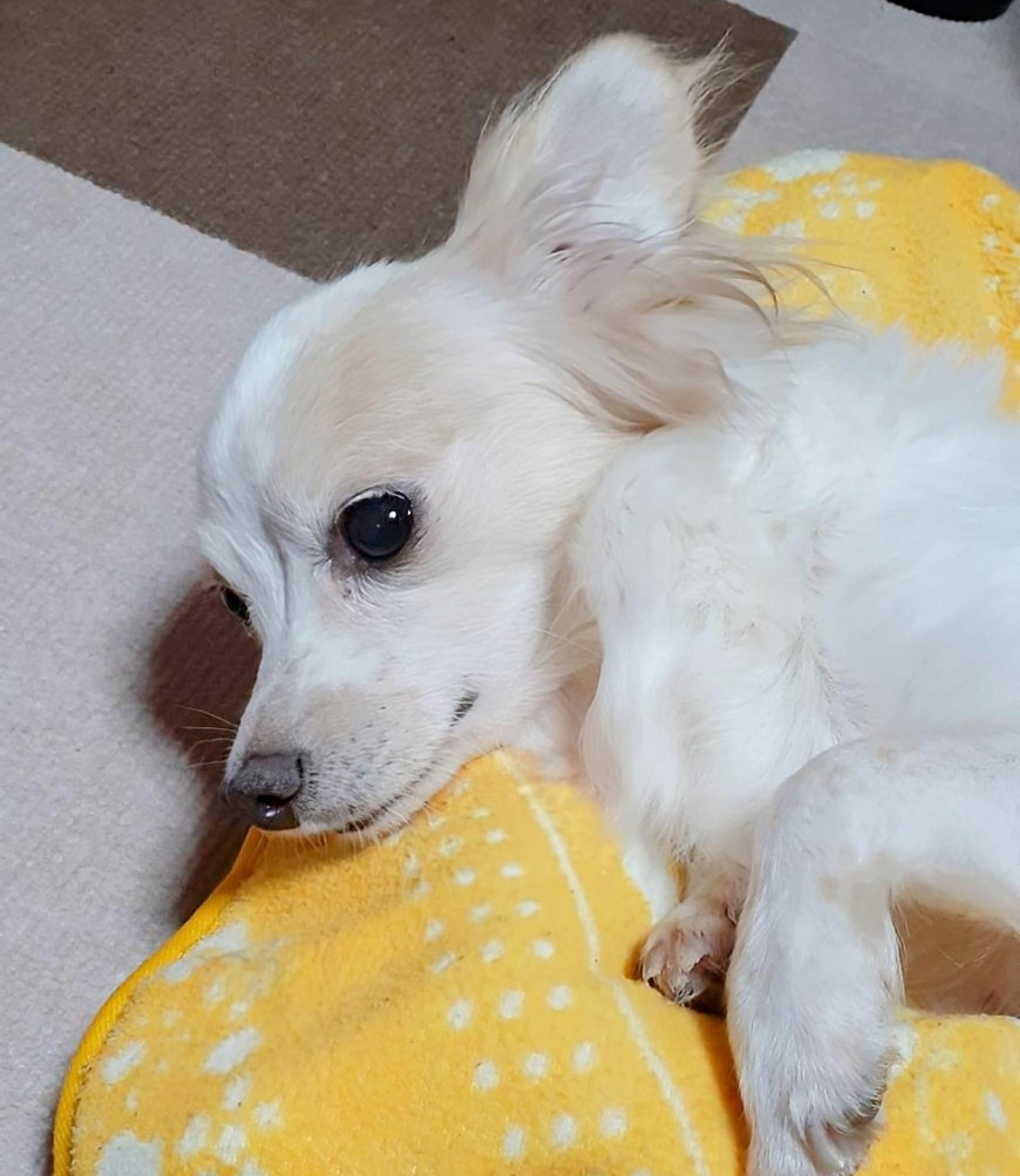 pet-image-5