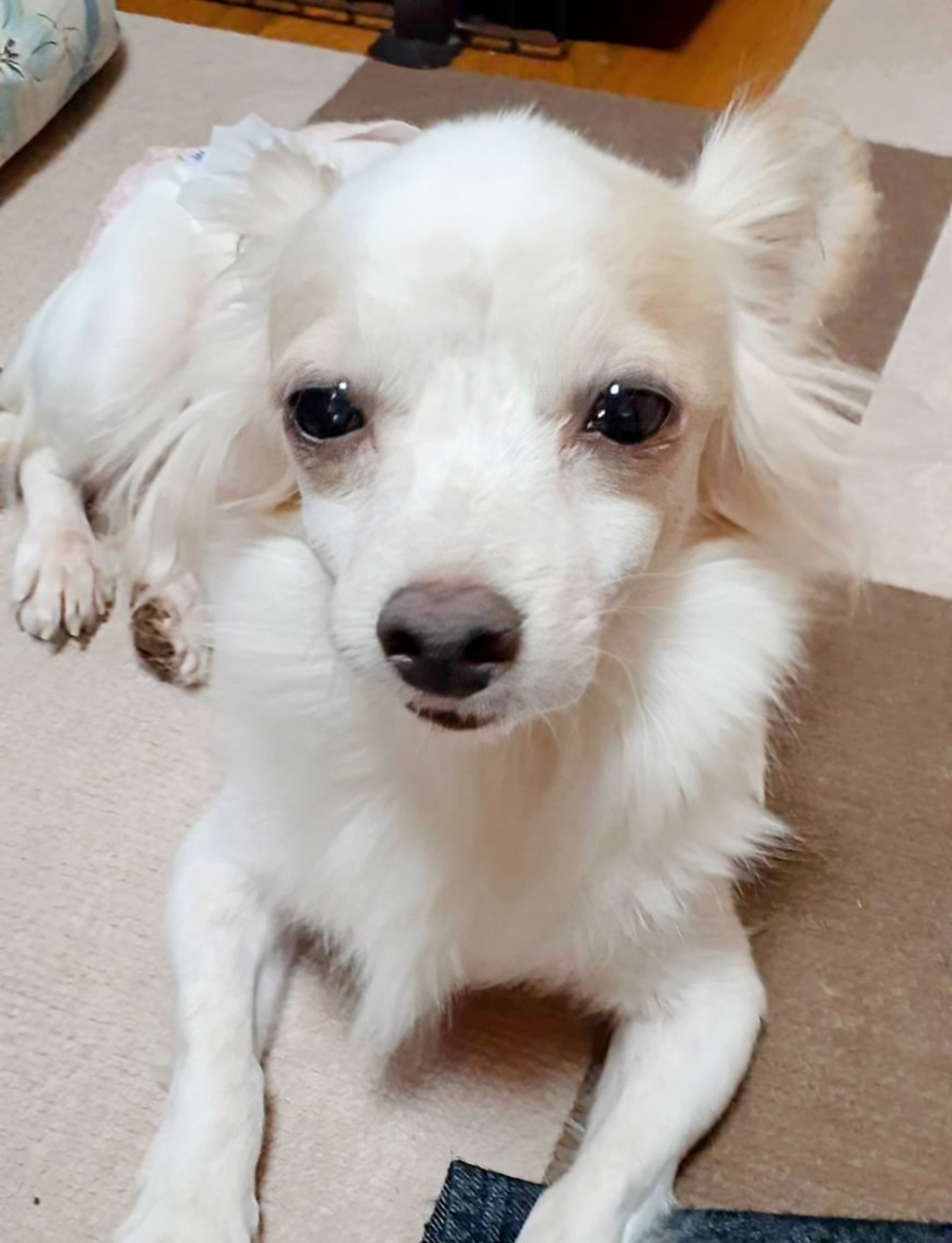 pet-image-3