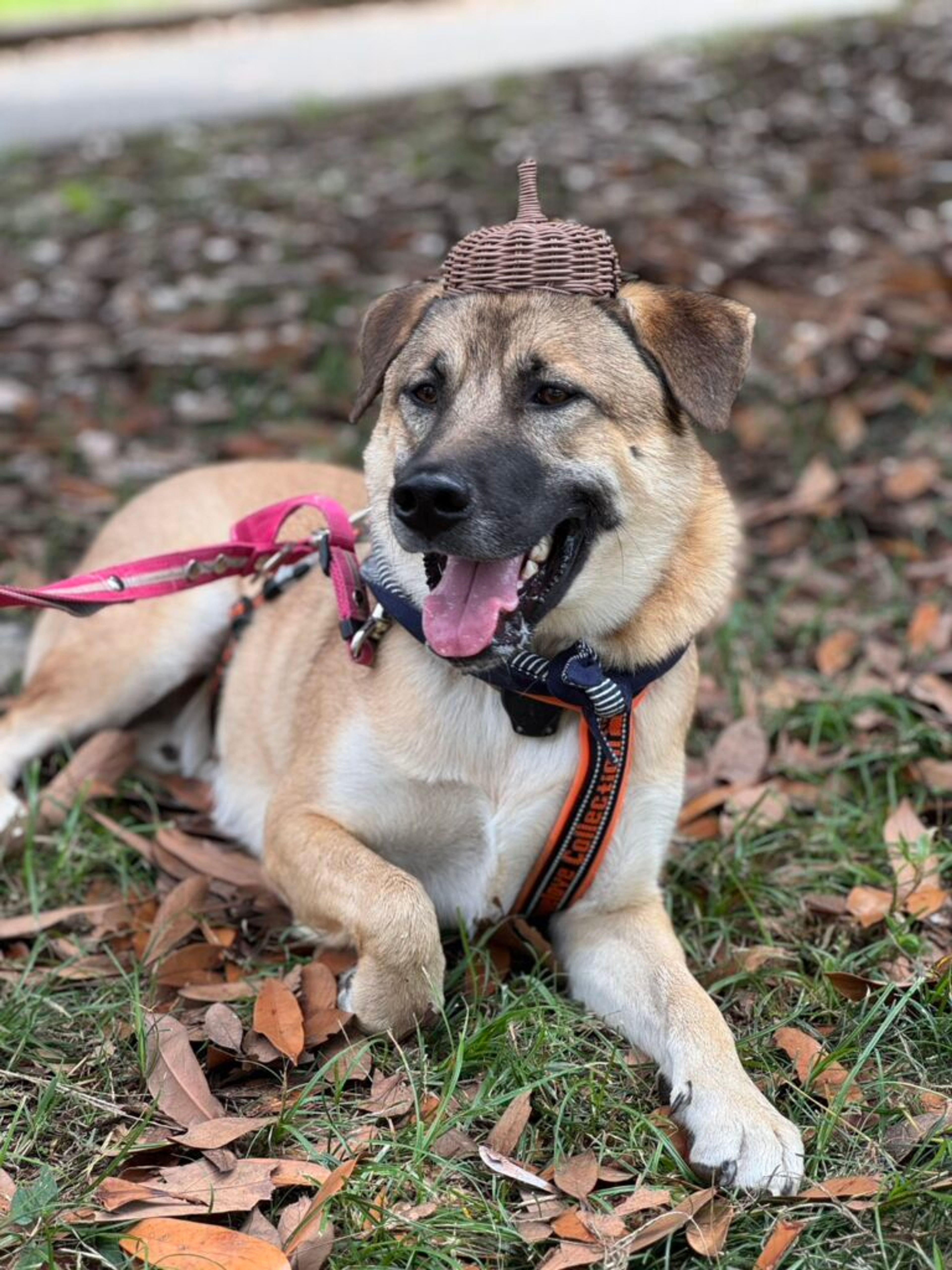 雑種（ミックス犬）・オスの里親募集の写真
