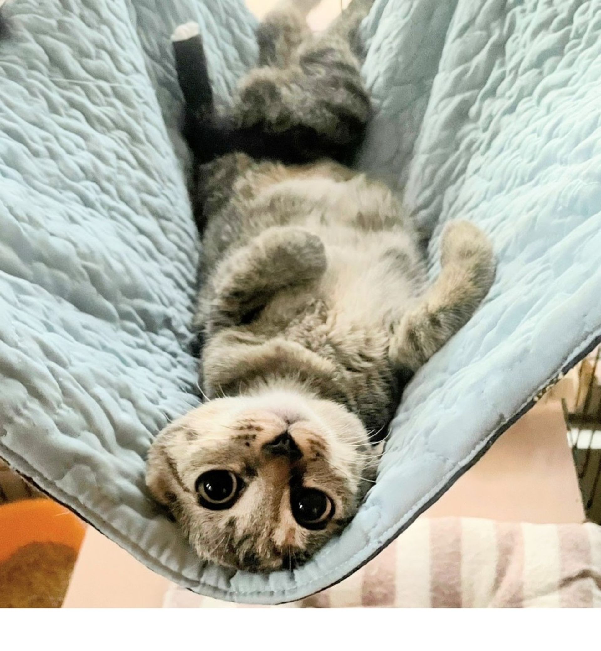 雑種（ミックス猫）・オスの里親募集の写真