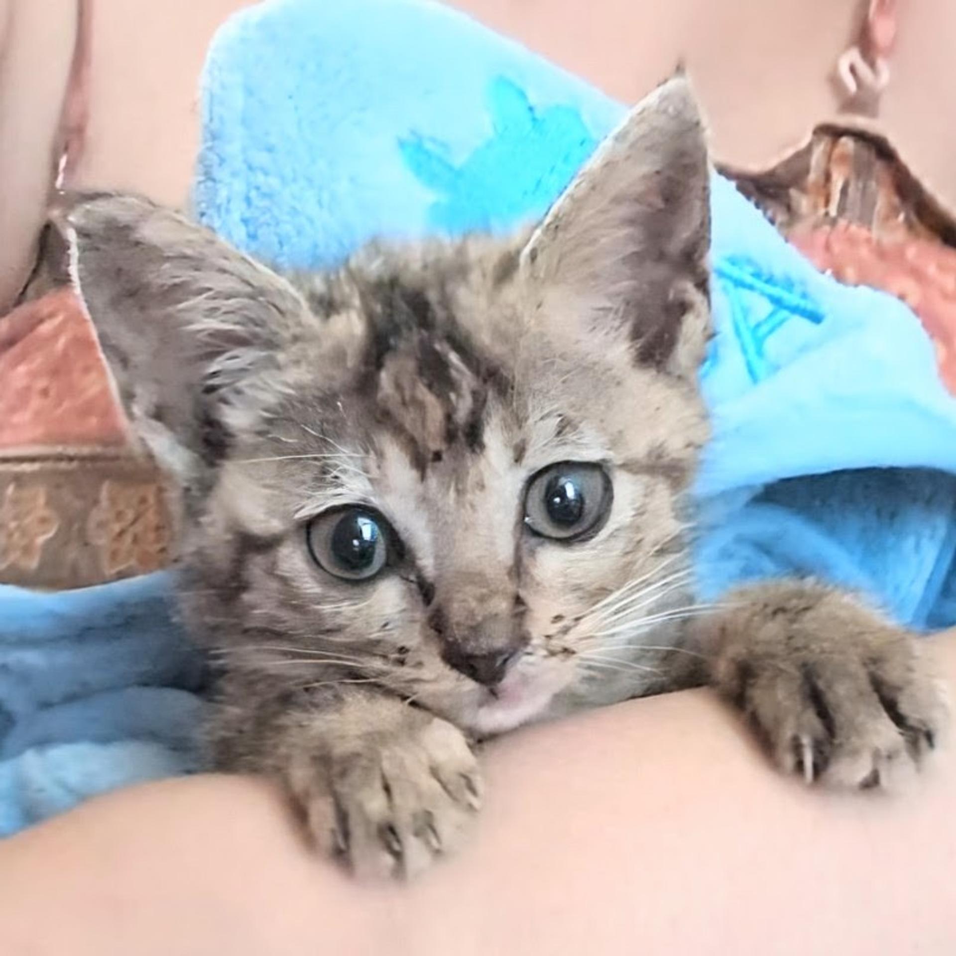 pet-image-2