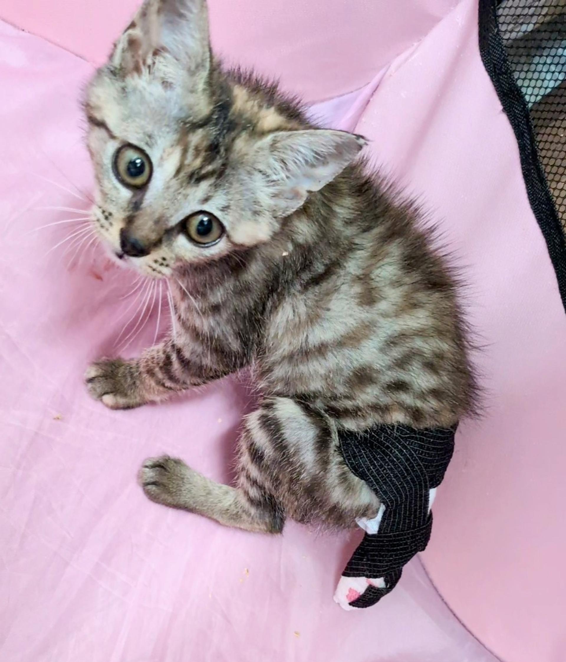 pet-image-3
