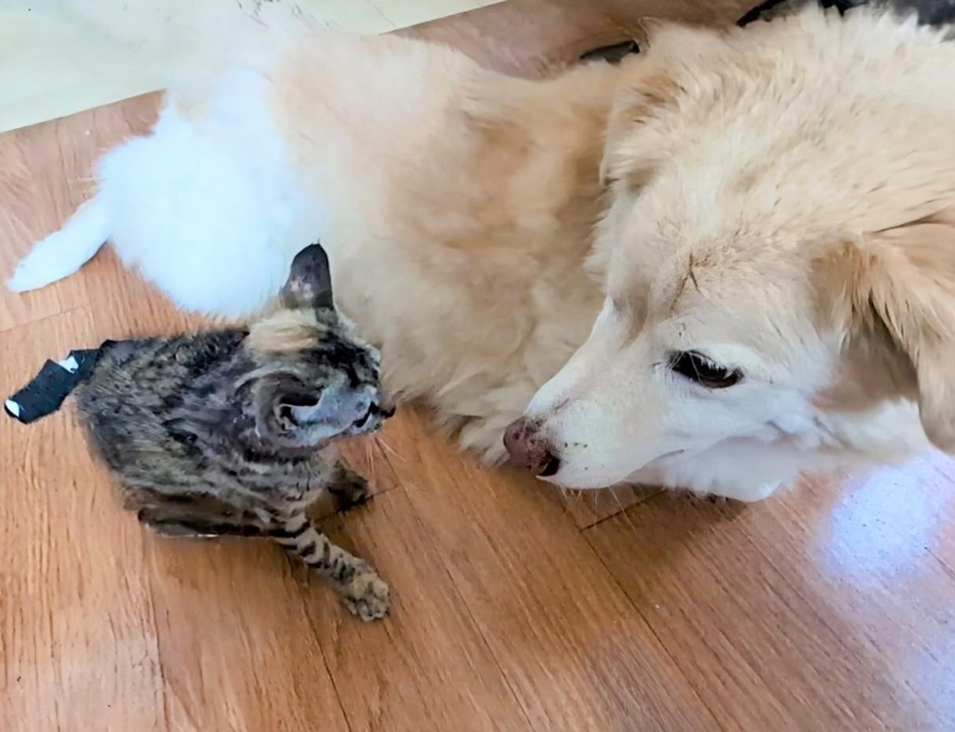 pet-image-4
