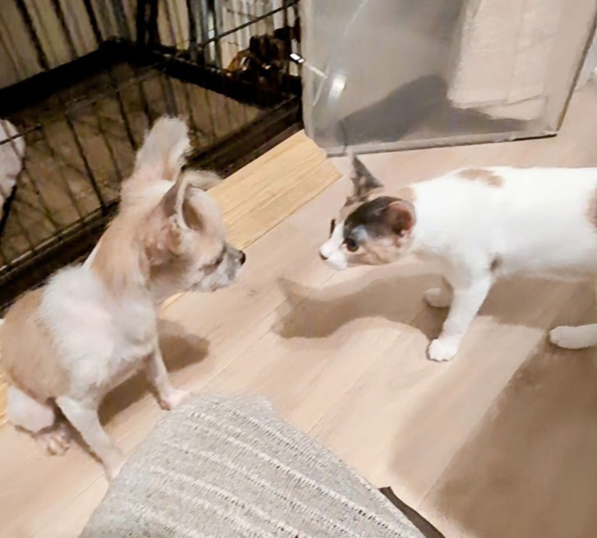 雑種（ミックス猫）・オスの里親募集の写真
