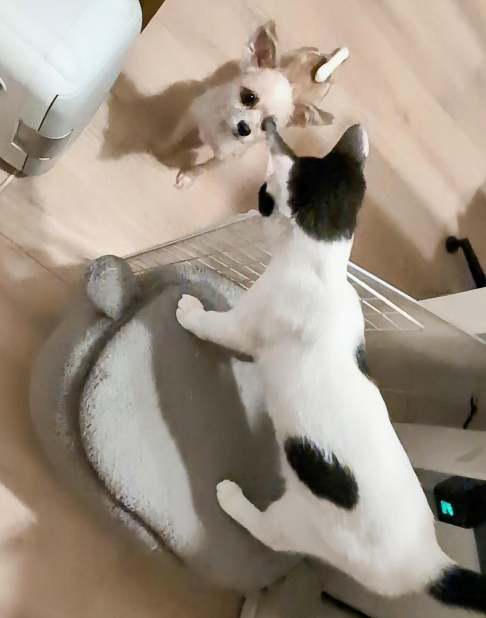 pet-image-4