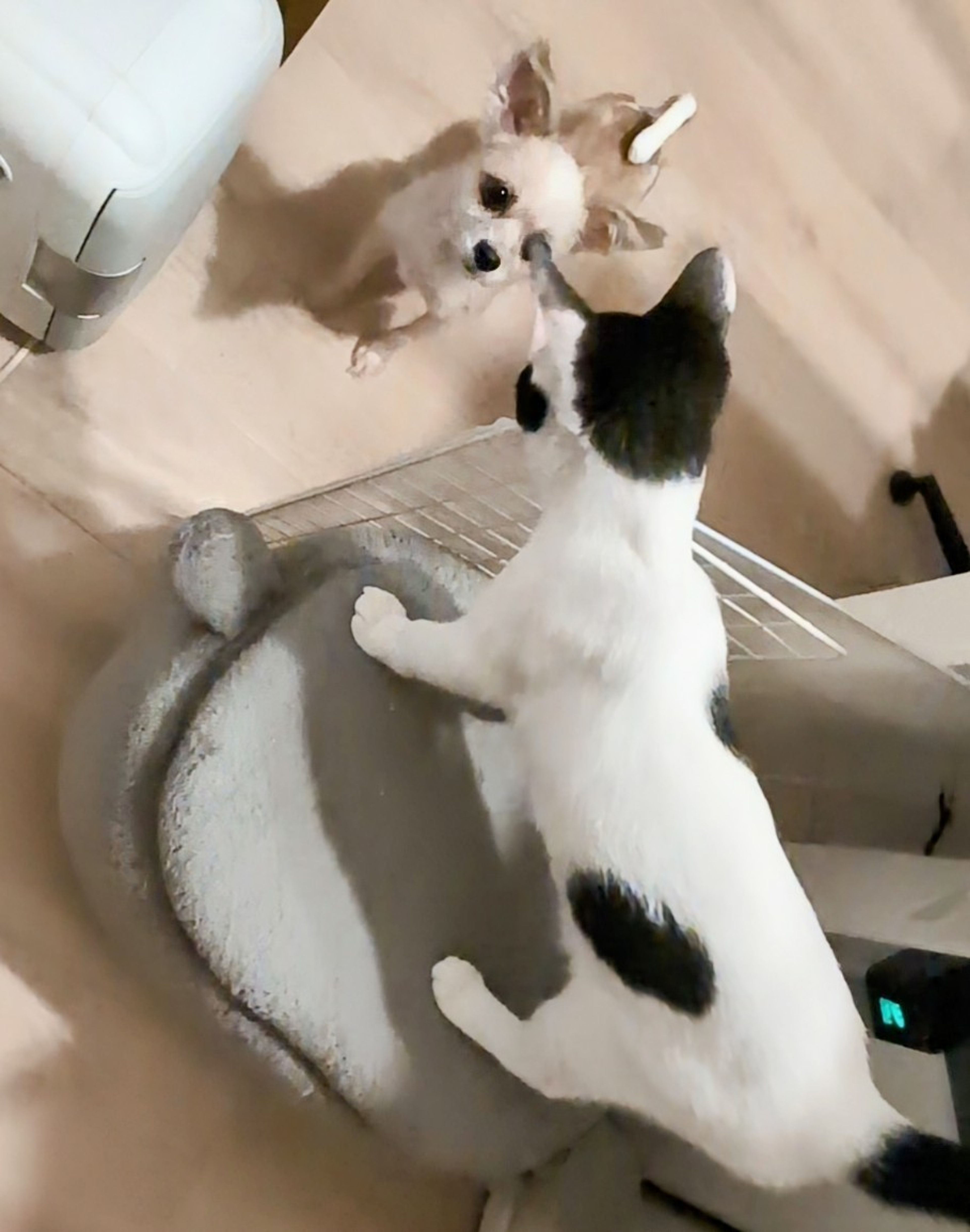 pet-image-4