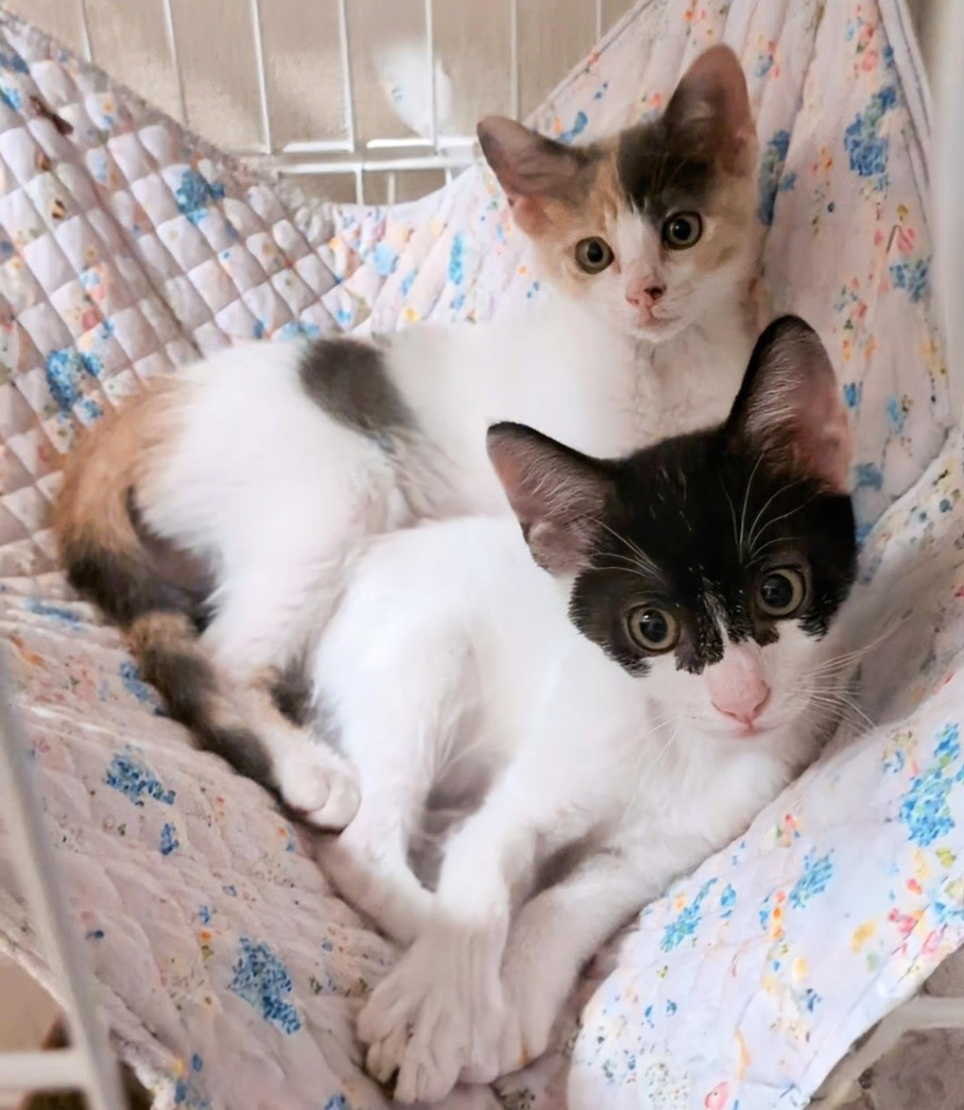 pet-image-9