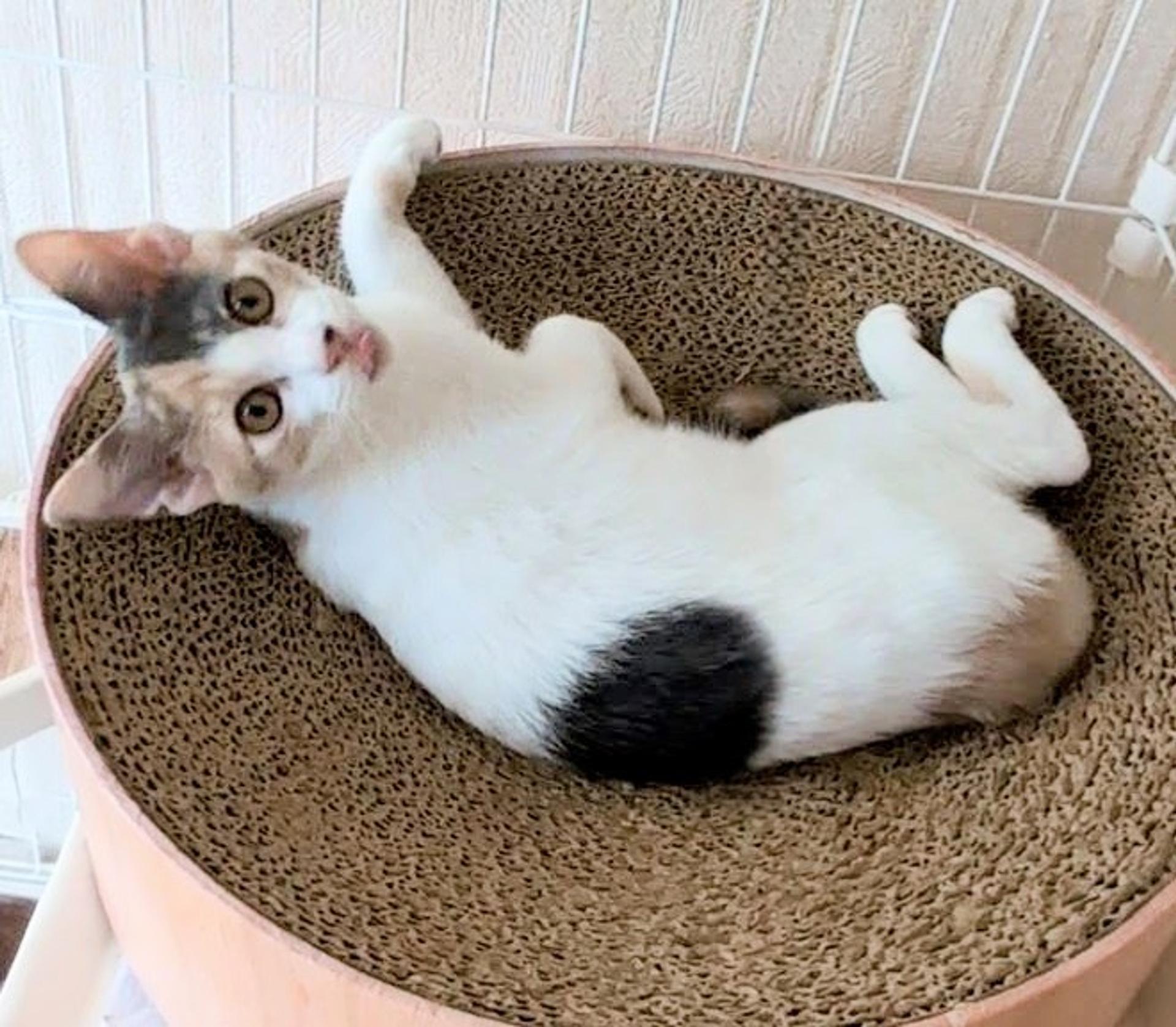 pet-image-7
